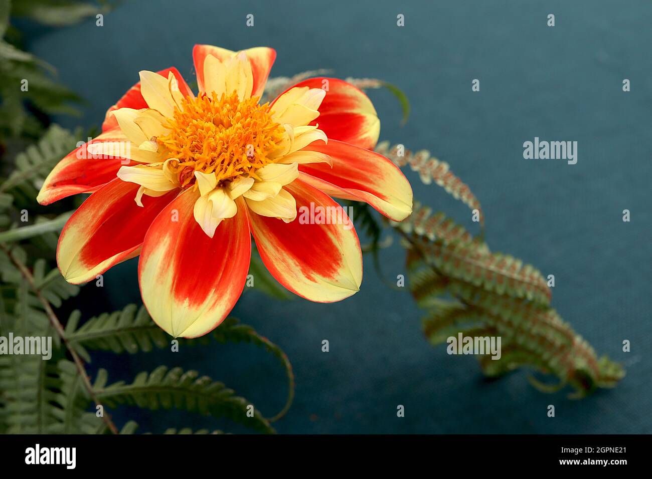 Dahlia ‘Pooh Swan Island’ Collerette Dahlia Gruppe 3 rote Blüten mit einem inneren Kragen aus hellgelben und roten inneren kurzen Blüten, September, England, Großbritannien Stockfoto