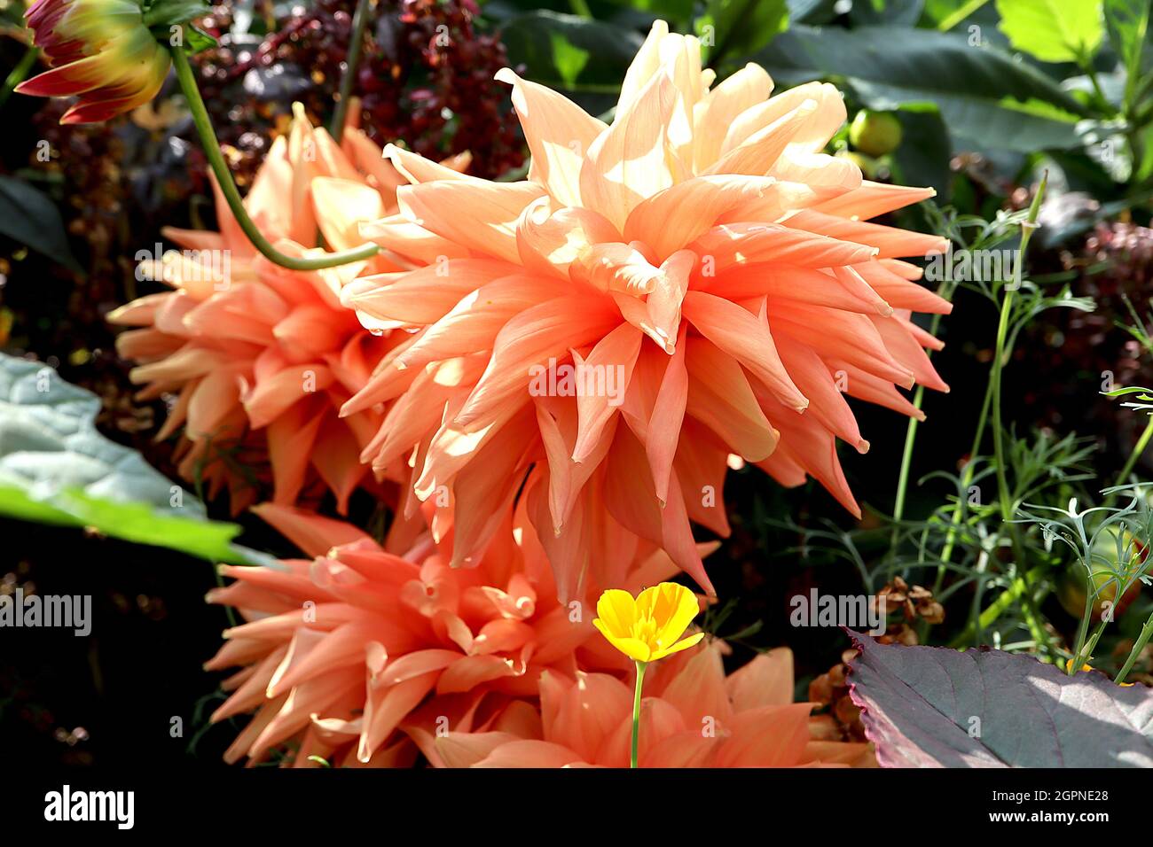 Dahlia ‘Preference’ Cactus Dahlia Group 8 blassorange Blüten mit spitz gerollten Blütenblättern, September, England, UK Stockfoto