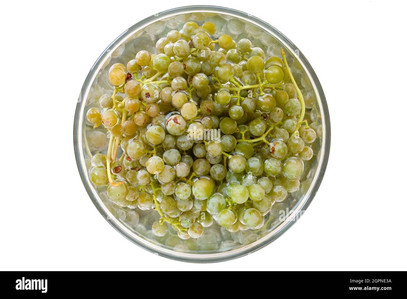 Grüne runde Trauben werden in Wasser getaucht. Waschen Sie die Früchte in einer transparenten Schüssel. Stockfoto