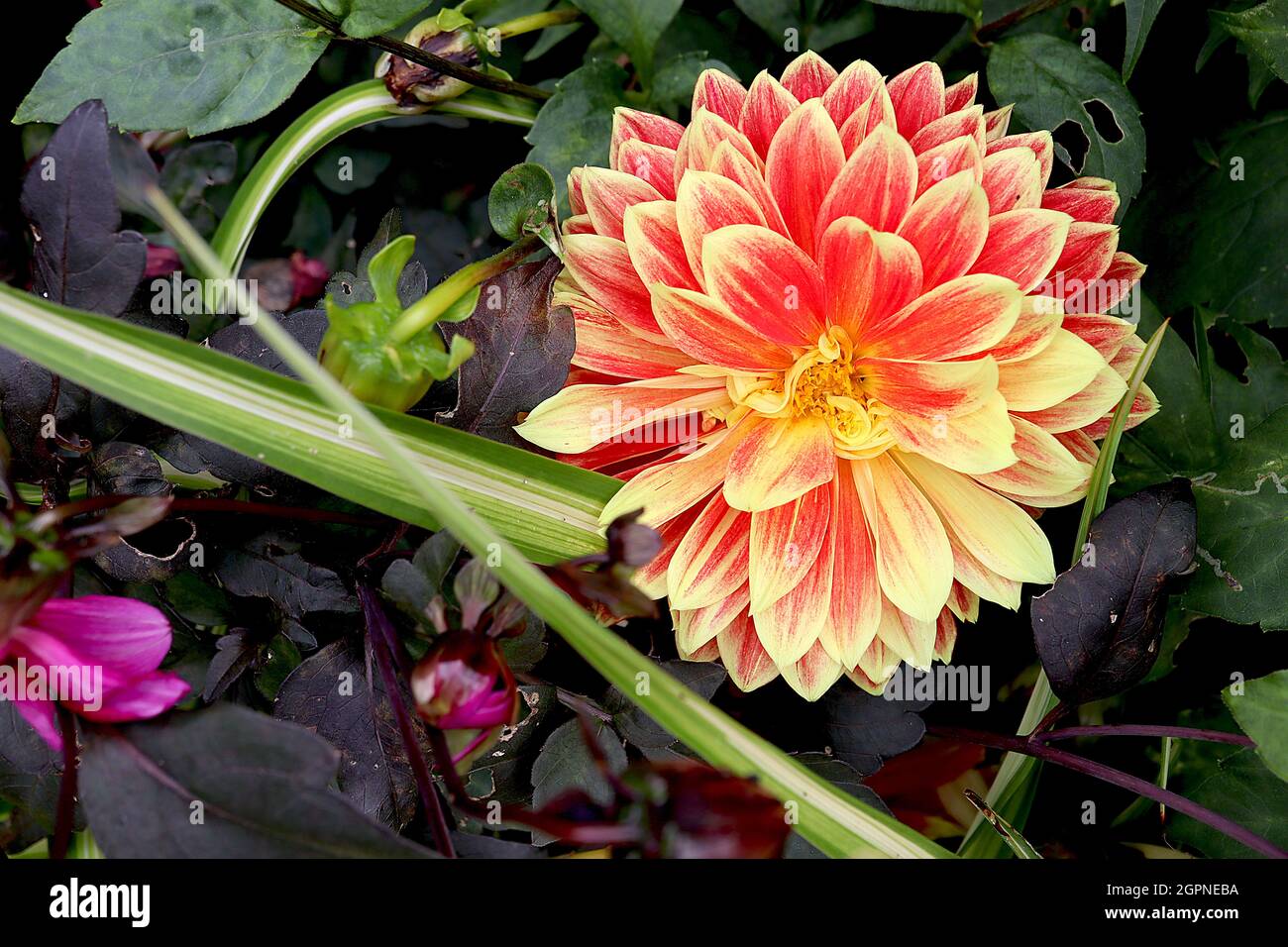 Dahlia ‘Maxime’ Decorative Dahlia Group 5 rote Blüten mit gelben Rändern, September, England, UK Stockfoto