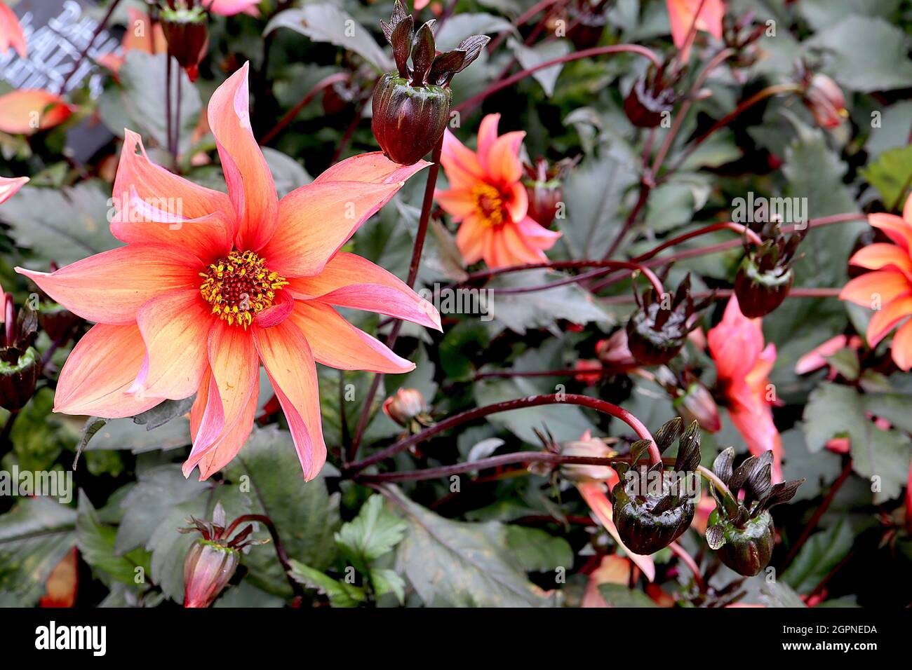 Dahlia ‘Waltzing Matilda’ Misc class Group 10 blassorange Blüten mit mittelrosa Blütenblattrücken, ausgestellte, spitze Blütenblätter, dunkles Laub, September, Großbritannien Stockfoto