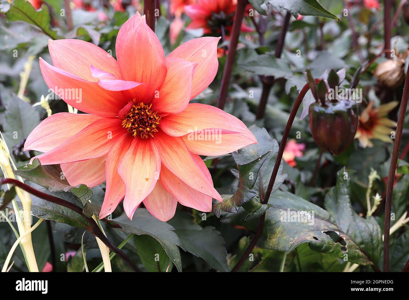 Dahlia ‘Waltzing Matilda’ Misc class Group 10 blassorange Blüten mit mittelrosa Blütenblattrücken, ausgestellte, spitze Blütenblätter, dunkles Laub, September, Großbritannien Stockfoto