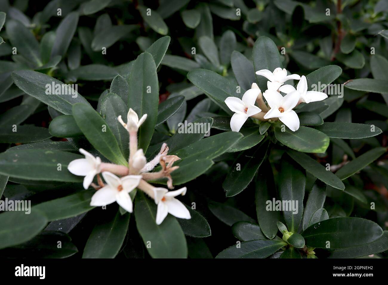 Daphne x transatlantica ‘Eternal Fragrance’ / ‘Blafra’ Daphne Eternal Fragrance – kleine weiße, stark duftende Blüten im Frühling und Sommer, Großbritannien Stockfoto