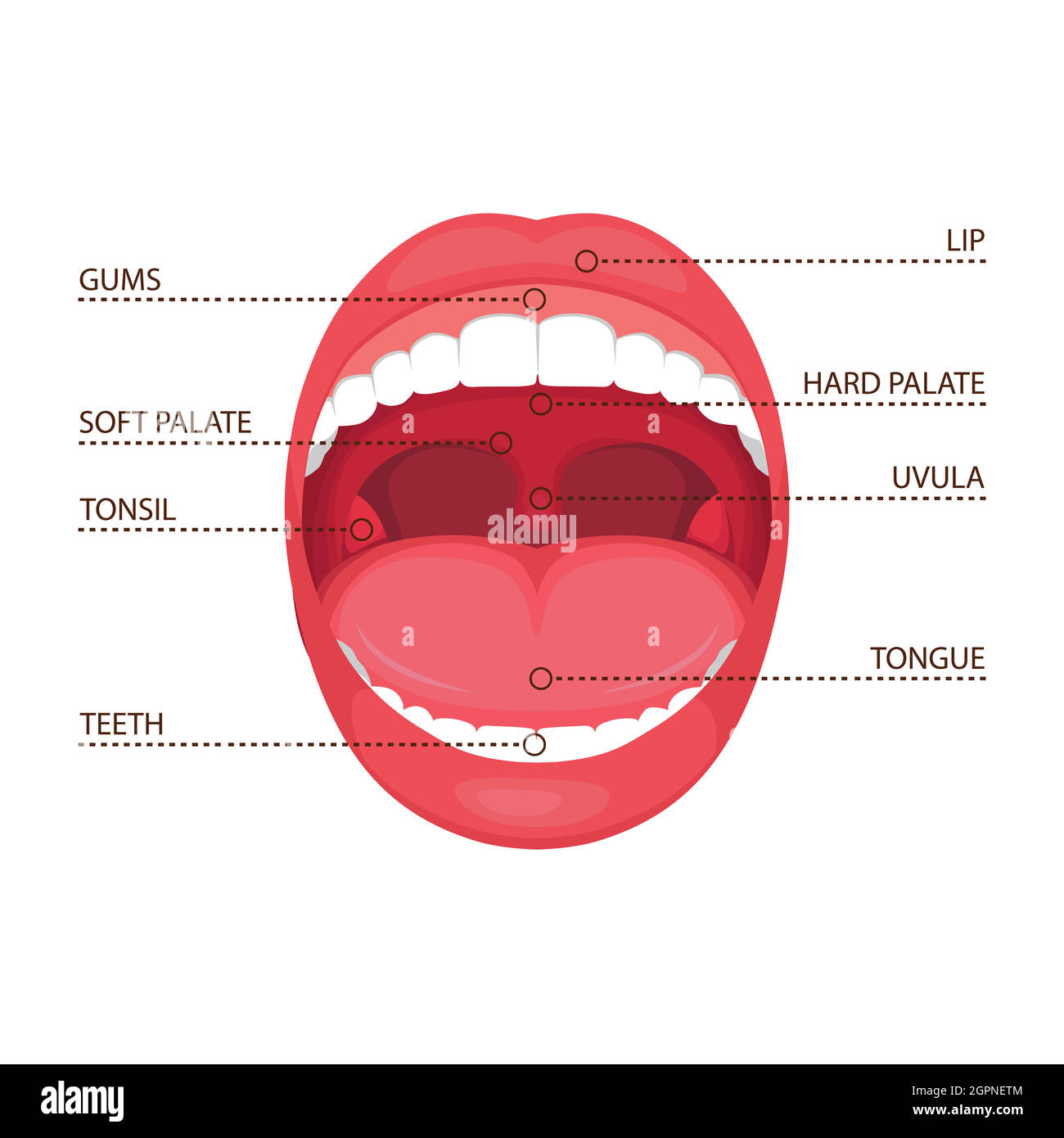Anatomie menschlicher offener Mund. Medizinische Illustration Stock Vektor