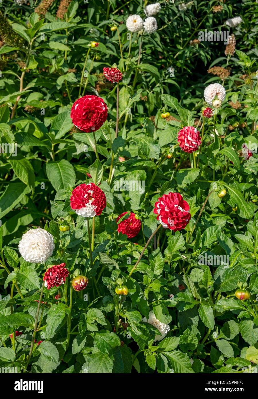 Nahaufnahme von roten und weißen Pompom-Dahlien 'war of the Roses'-Blüten von asteraceae im Sommer England Großbritannien GB Großbritannien Großbritannien Großbritannien Stockfoto