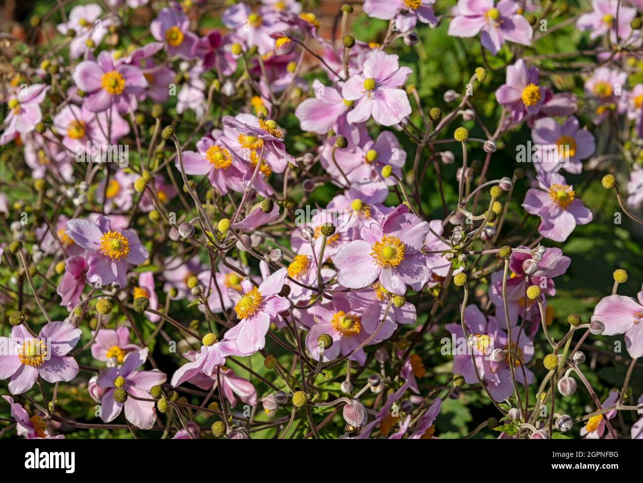 Nahaufnahme von Windblumen rosa japanische Anemonen Blüten in einem Hüttengarten im Sommer England Großbritannien Großbritannien Großbritannien Großbritannien Großbritannien Großbritannien Großbritannien Großbritannien Großbritannien Großbritannien Großbritannien Großbritannien Großbritannien Großbritannien Großbritannien Großbritannien Großbritannien Großbritannien Großbritannien Großbritannien Großbritannien Großbritannien Großbritannien Großbritannien Großbritannien Stockfoto