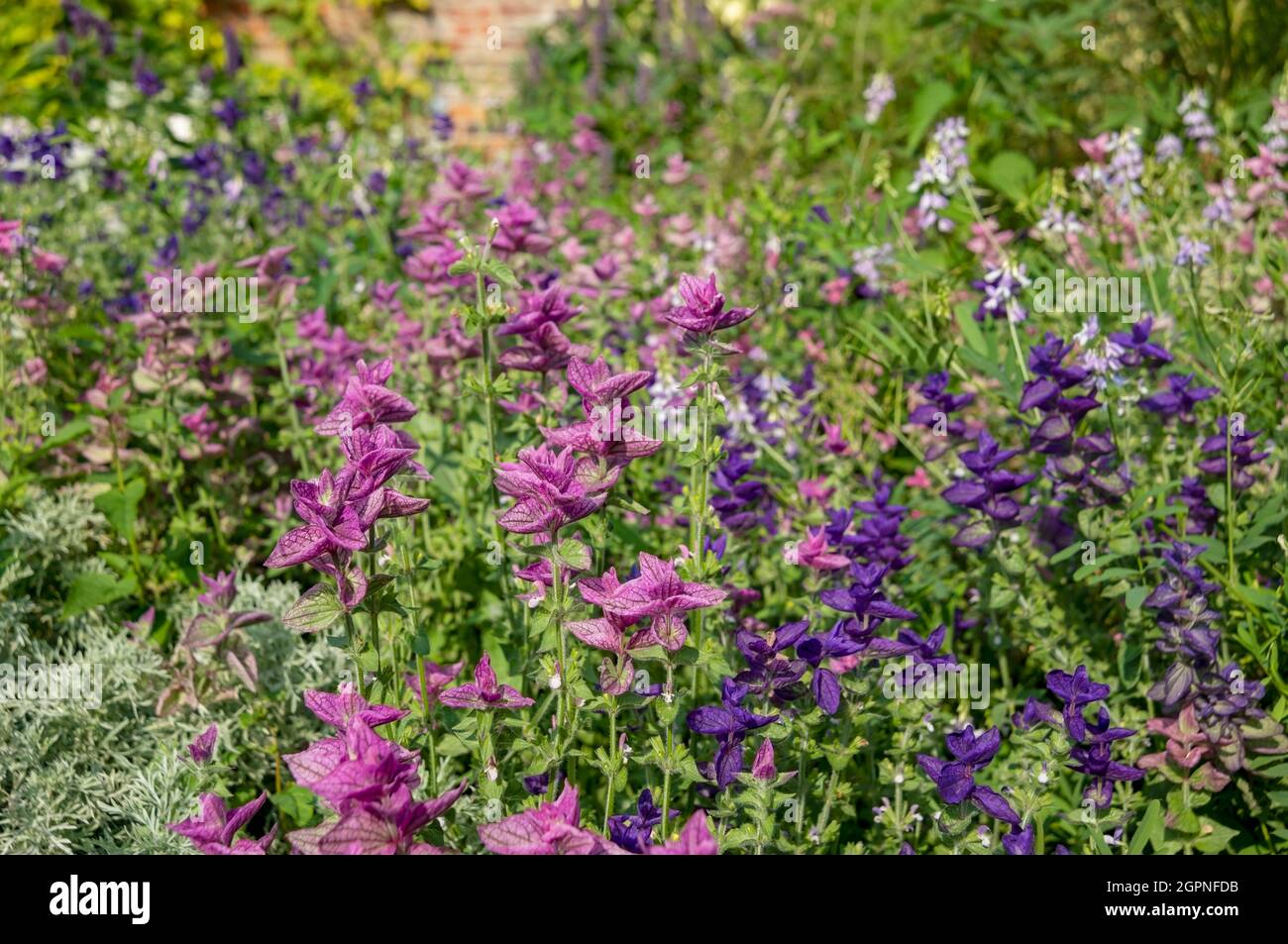 Nahaufnahme von rosa und lila Salvia horminum Blumen im Sommer England UK Vereinigtes Königreich GB Großbritannien Stockfoto