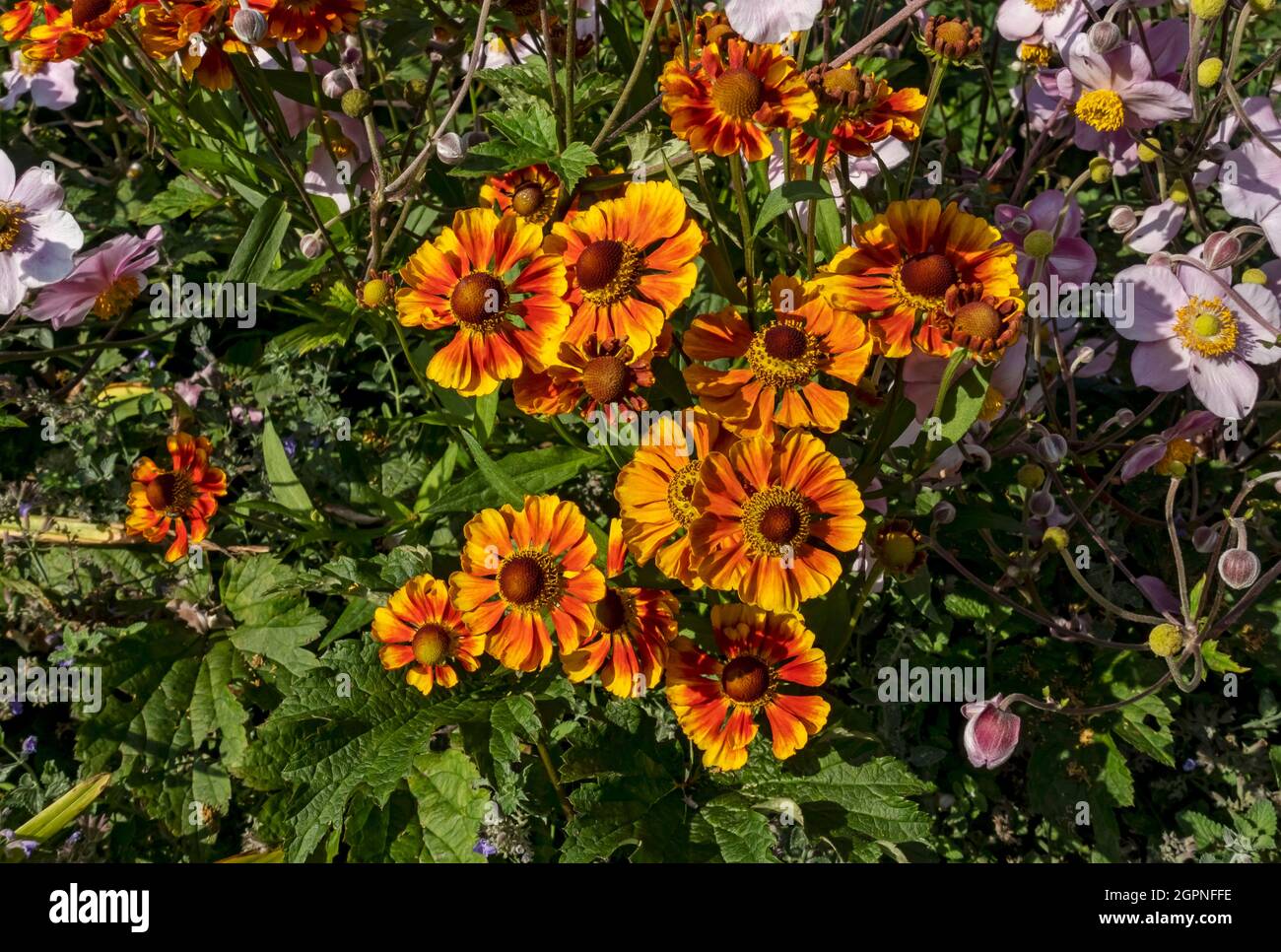 Nahaufnahme von Sneezewood orange Helenium Blüten in einer Hütte Gartengrenze im Sommer England Großbritannien Großbritannien Großbritannien Großbritannien Großbritannien Großbritannien Großbritannien Großbritannien Großbritannien Großbritannien Großbritannien Großbritannien Großbritannien Großbritannien Großbritannien Großbritannien Großbritannien Großbritannien Großbritannien Großbritannien Großbritannien Großbritannien Großbritannien Großbritannien Großbritannien Großbritannien Stockfoto