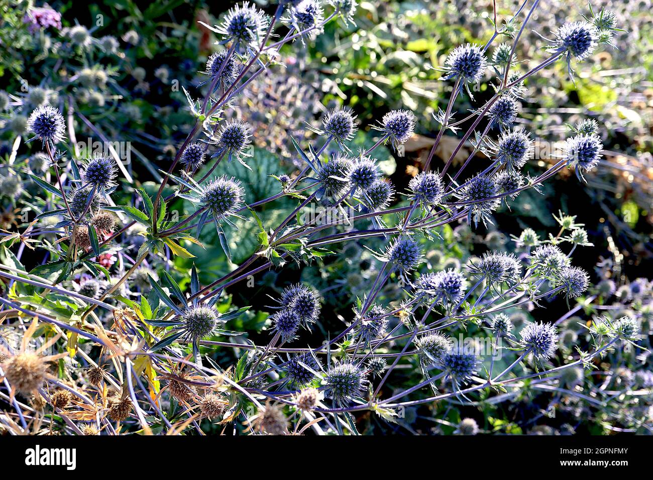Eryngium planum ‘Blue Cap’ blue eryngo Blaukappe - kugelförmige Blütenköpfe auf kurzen, schlanken, blassen mauveblauen Deckblättern, September, England, Großbritannien Stockfoto