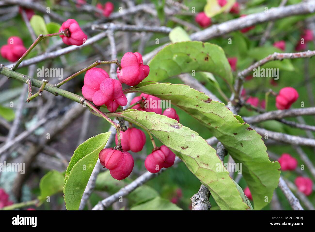 Euonymus hamiltonianus ‘Red Elf’ Hamiltons Spindelbaum Red Elf – geriffelte tiefrosa Fruchtkapseln und hellgrüne Blätter, September, England, Großbritannien Stockfoto