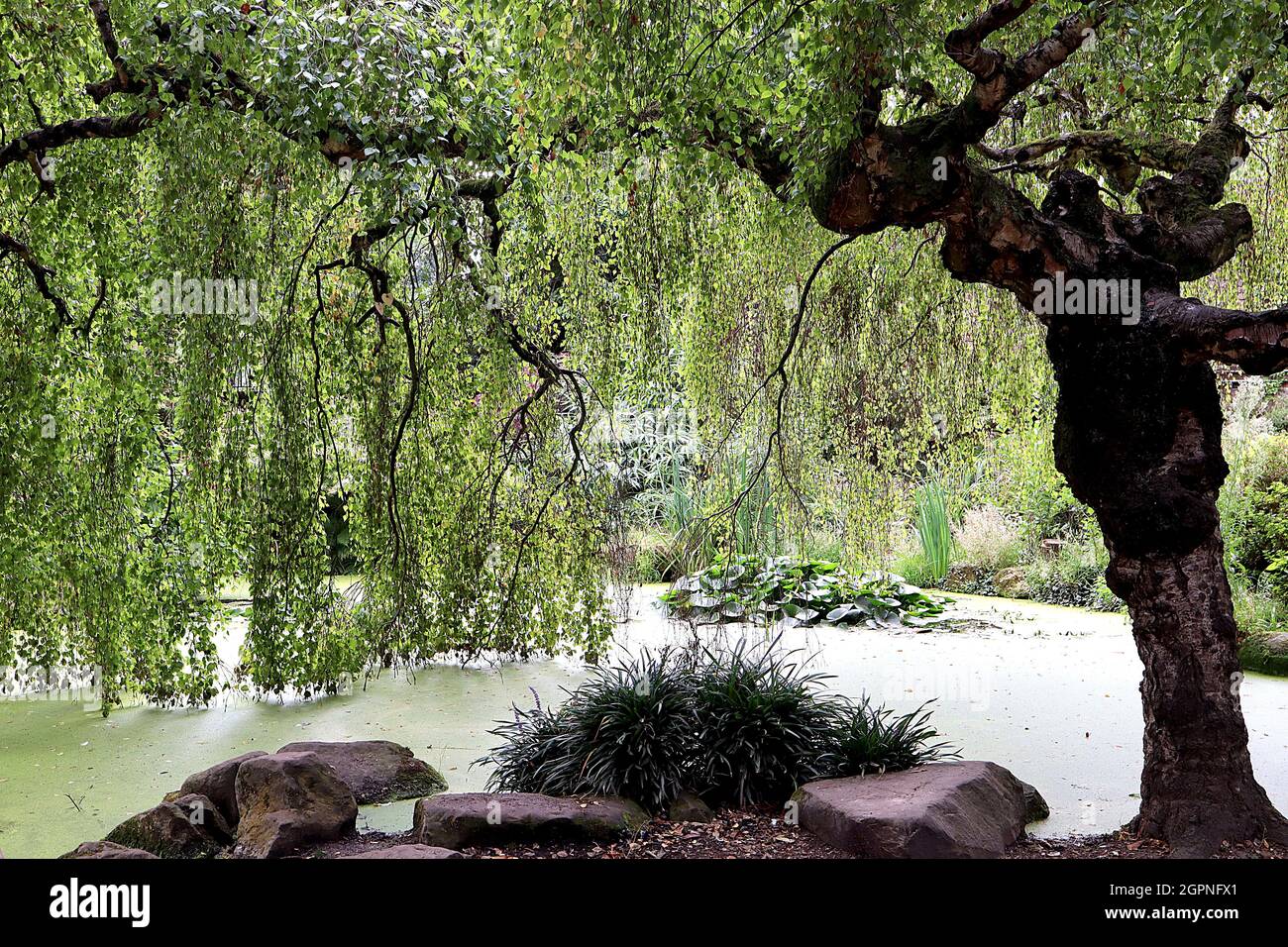 Fagus sylvatica Pendula Weinende Buche – kaskadierende, mittelgrüne eiige Blätter, hängende Äste und dunkelbrauner knopfiger Stamm, September, England, UK Stockfoto