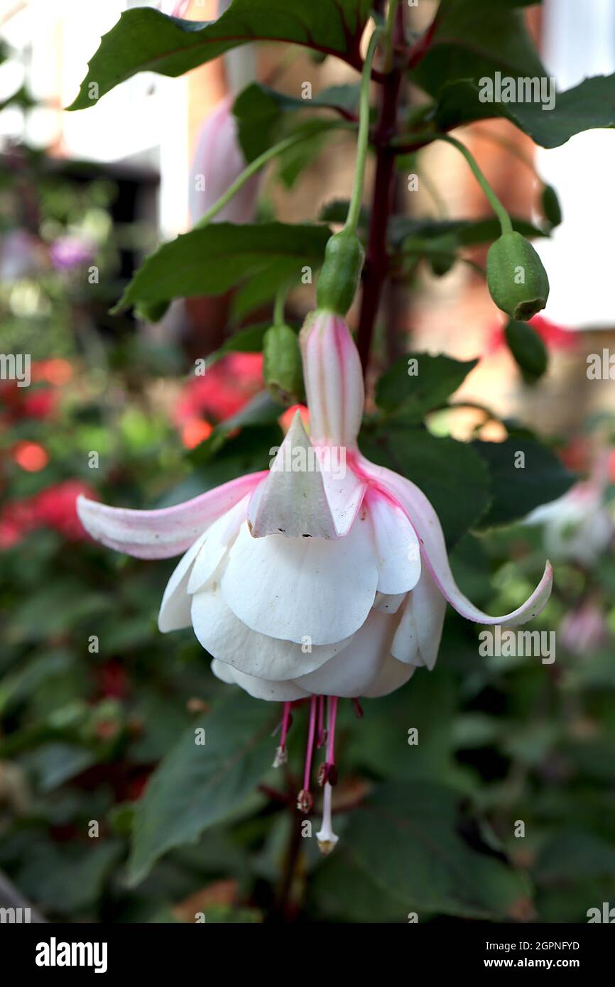 Fuchsia ‘Annabel’ Riesenblüten mit doppeltem weißen Röhrchen, sehr hellrosa Sepalen, September, England, UK Stockfoto