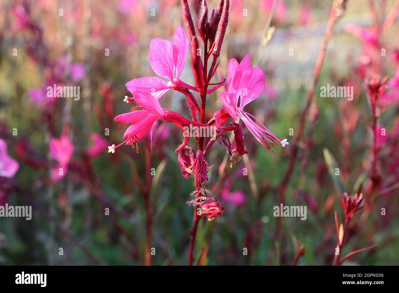 Gaura blumen Fotos und Bildmaterial in hoher Auflösung Alamy