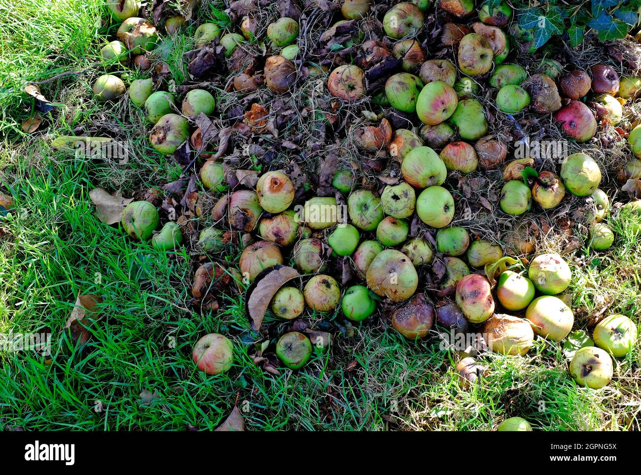 Windfall Äpfel unter Apfelbaum im englischen Garten, norfolk, england Stockfoto