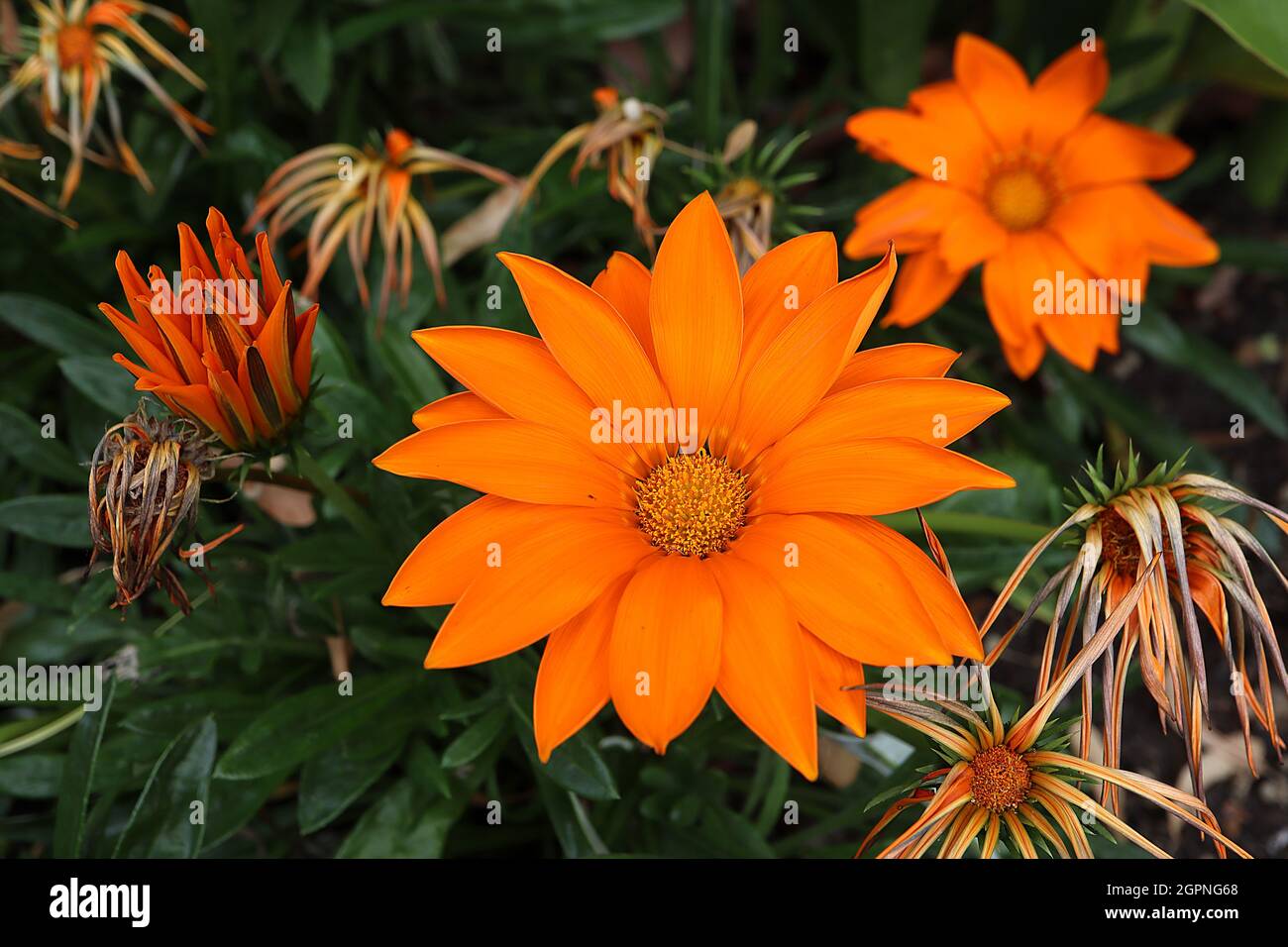 Gazania rigens ‘New Day Clear Orange’ Schatzblume Clear Orange - orange Gänseblümchen-ähnliche Blumen mit schwachen Büffelbeinen und schwachen gelben Flecken, Großbritannien Stockfoto
