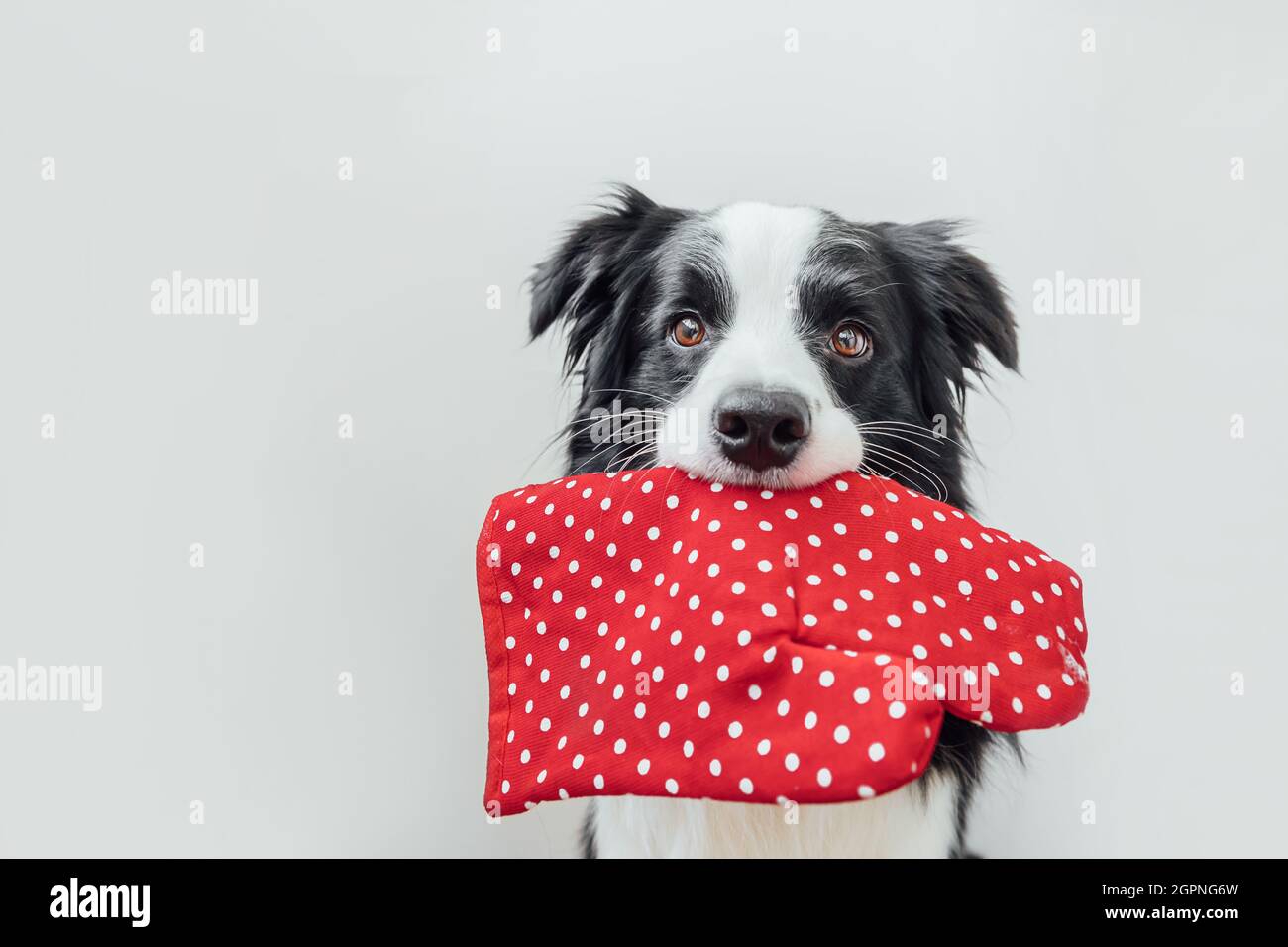 Lustige niedliche Welpen Hund Grenze Collie hält Küche Topfhalter, Backofen Handschuh im Mund isoliert auf weißem Hintergrund. Koch Hundekoch Abendessen. Hausgemachte Speisen Stockfoto