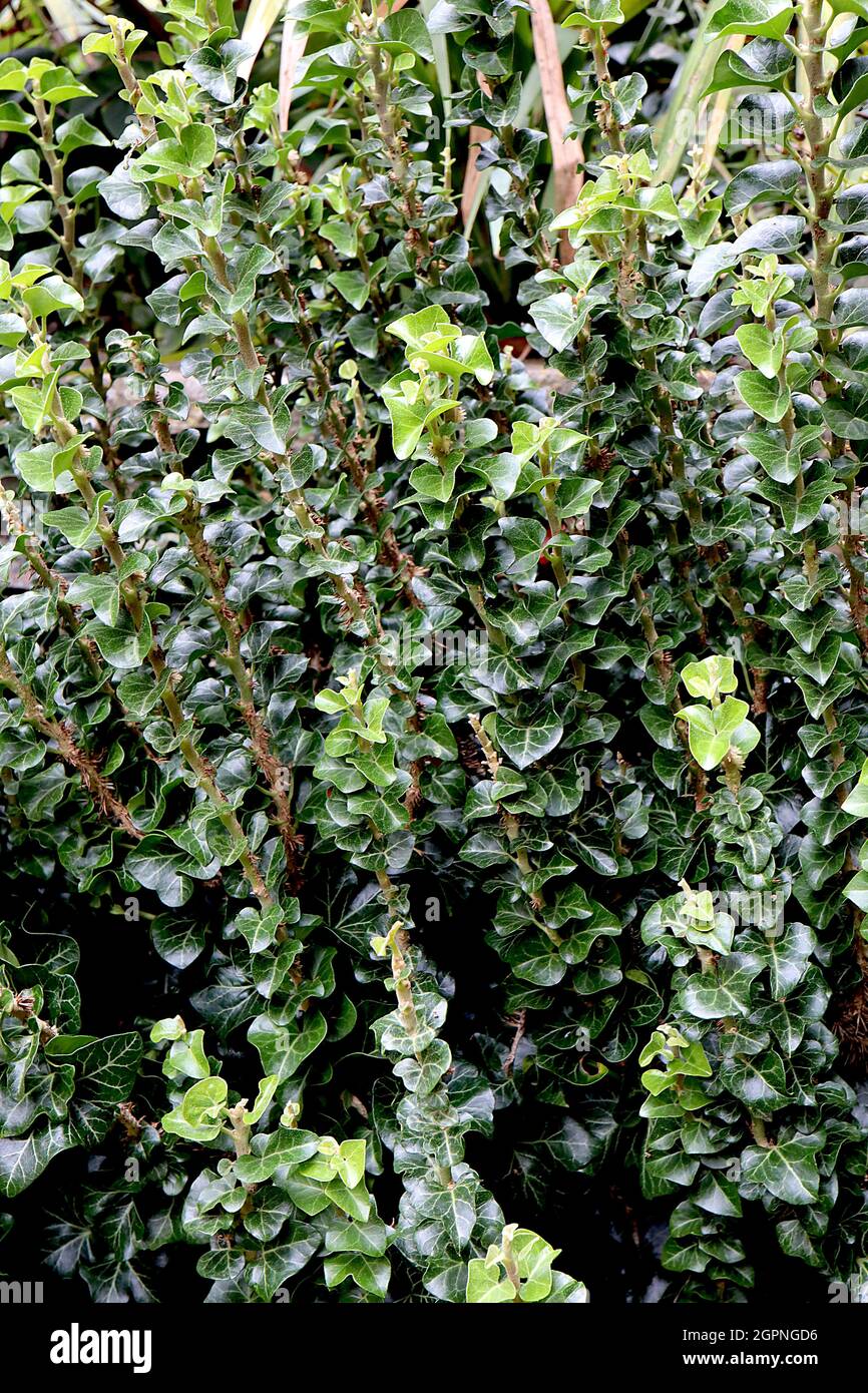 Hedera Helix ‘Erecta’ Ivy Erecta – aufrecht stehende steife Zweige kleiner, glänzend dunkelgrüner Blätter, September, England, Großbritannien Stockfoto