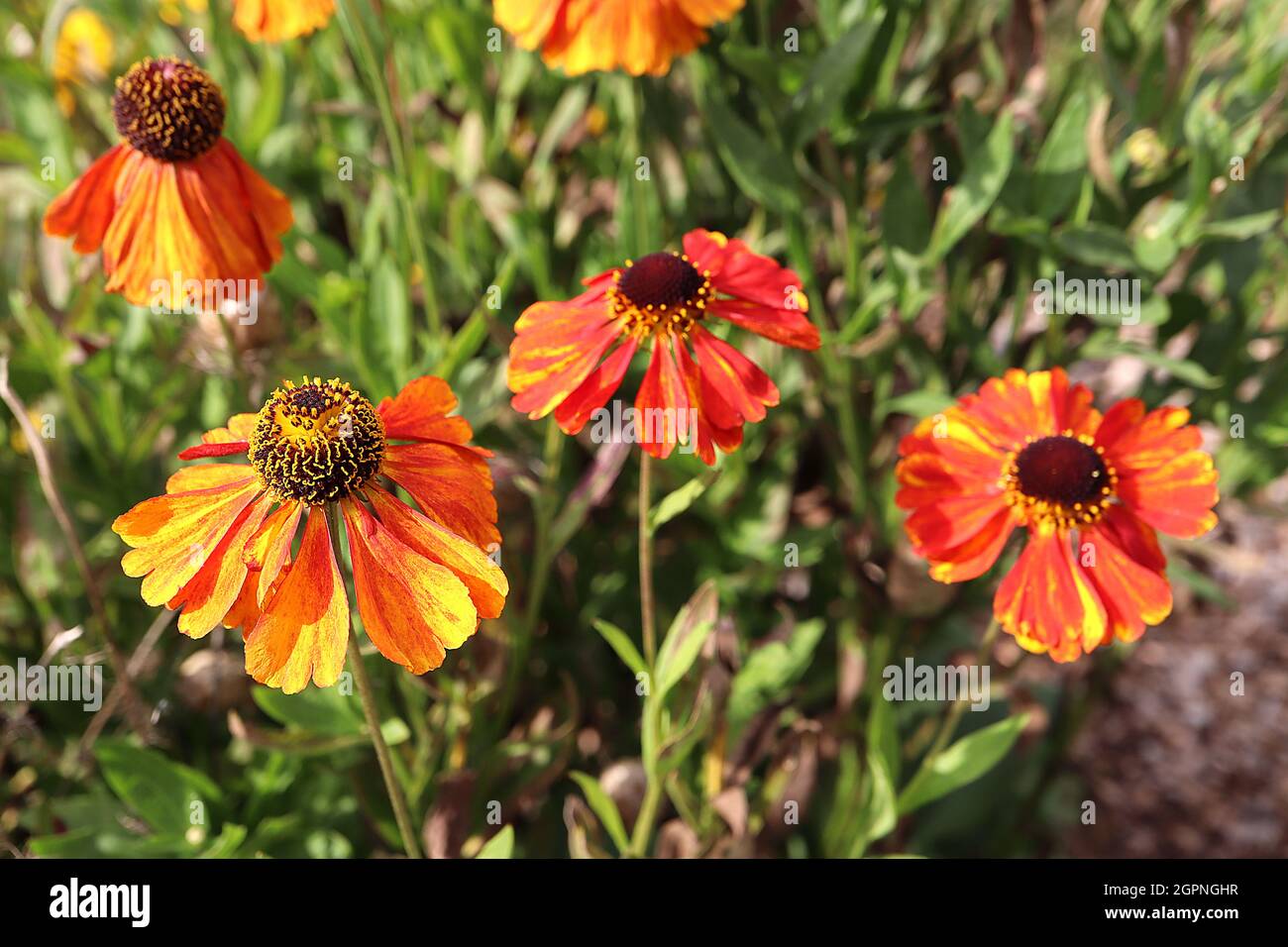 Helenium autumnale ‘Sahin's Early Flowerer’ Niesen-Frühblüher - gelbe Blüten rot und orange gesprenkelt mit braunem kegelförmigen Zentrum, September Stockfoto