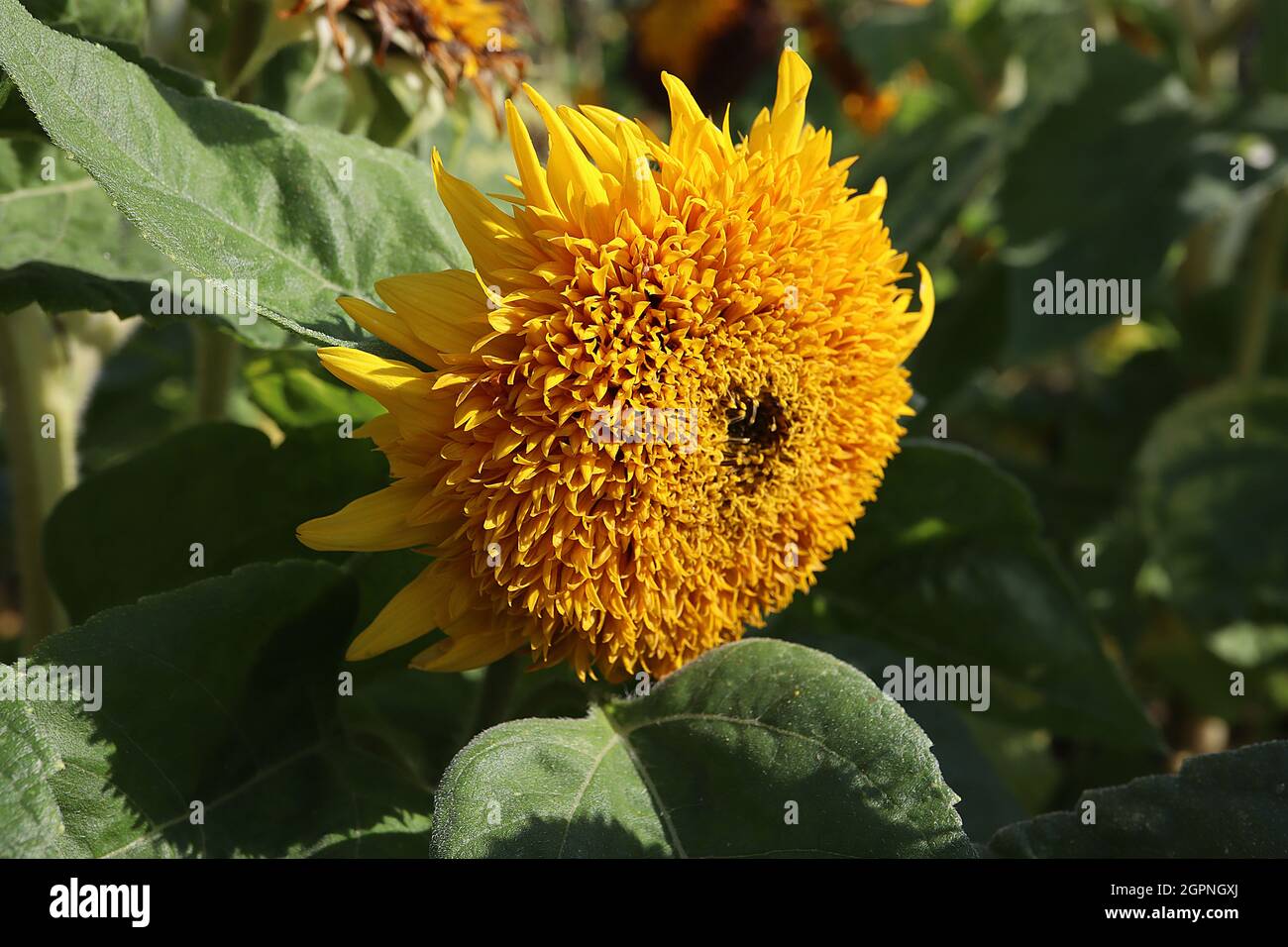 Helianthus annuus ‘Teddy Bear’ Sonnenblumen-Teddybär – mittelgroße dicht gepackte gelbe Blütenköpfe, September, England, Großbritannien Stockfoto
