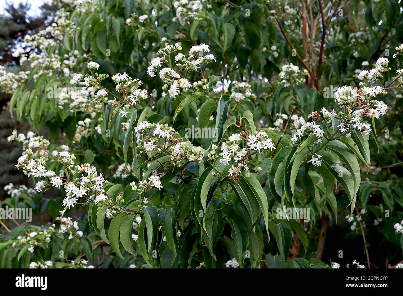 Heptacodium miconioides Seven Son Flower Tree – Cluster aus weißen sternförmigen Blüten und langen, hängenden, lanzenförmigen Blättern, September, England, Großbritannien Stockfoto