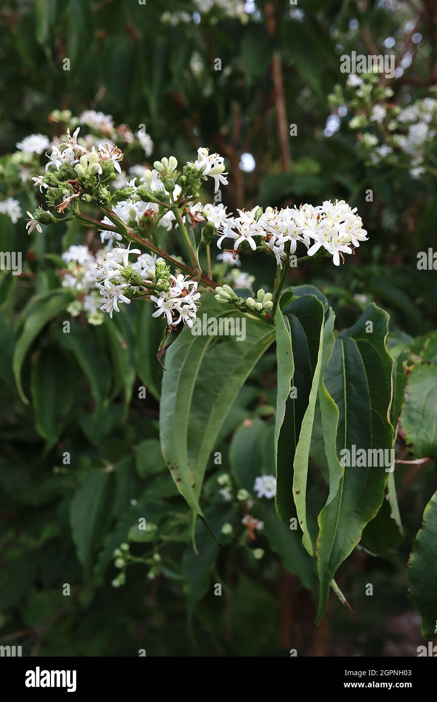 Heptacodium miconioides Seven Son Flower Tree – Cluster aus weißen sternförmigen Blüten und langen, hängenden, lanzenförmigen Blättern, September, England, Großbritannien Stockfoto