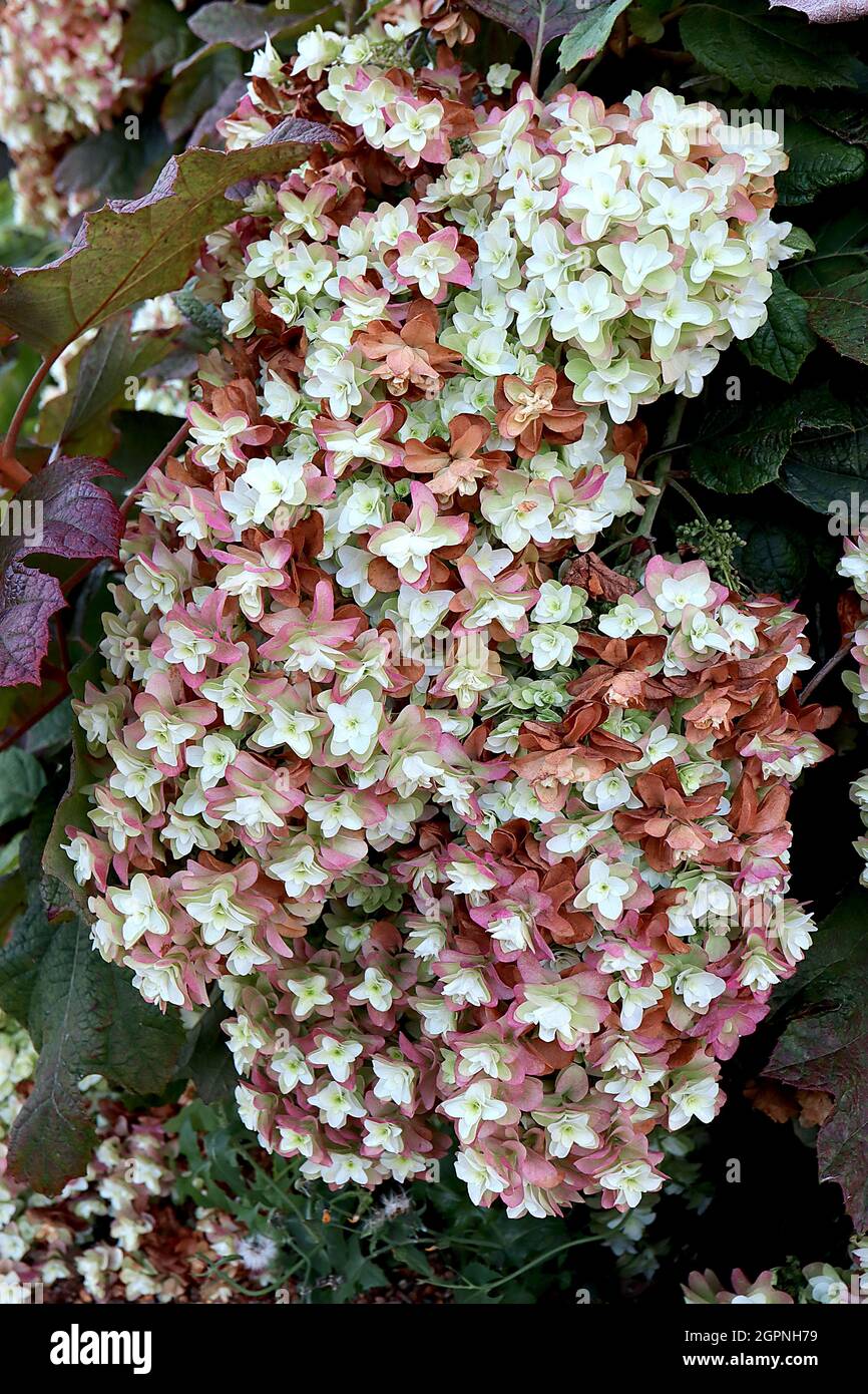 Hortensia quercifolia ‘Snowflake’ eichenblättrige Hortensia Snowflake - hängende Rispe aus doppelten weißen Blüten und Eichenlaub-förmigen Blättern, September, Großbritannien Stockfoto