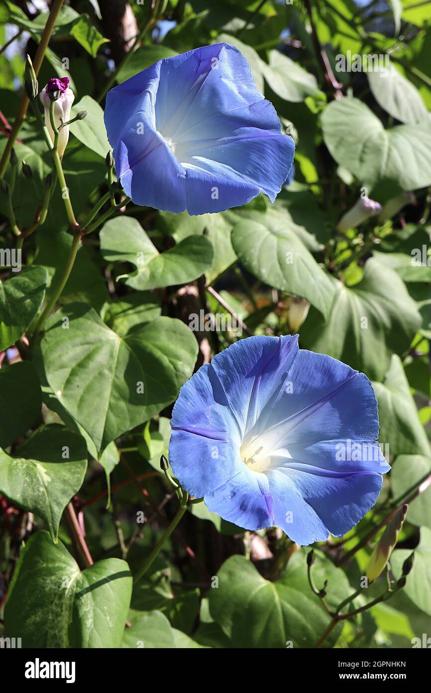 Ipomoea tricolor ‘Heavenly Blue’ Morning Glory Heavenly Blue - himmelblaue trichterförmige Blüten, September, England, Großbritannien Stockfoto