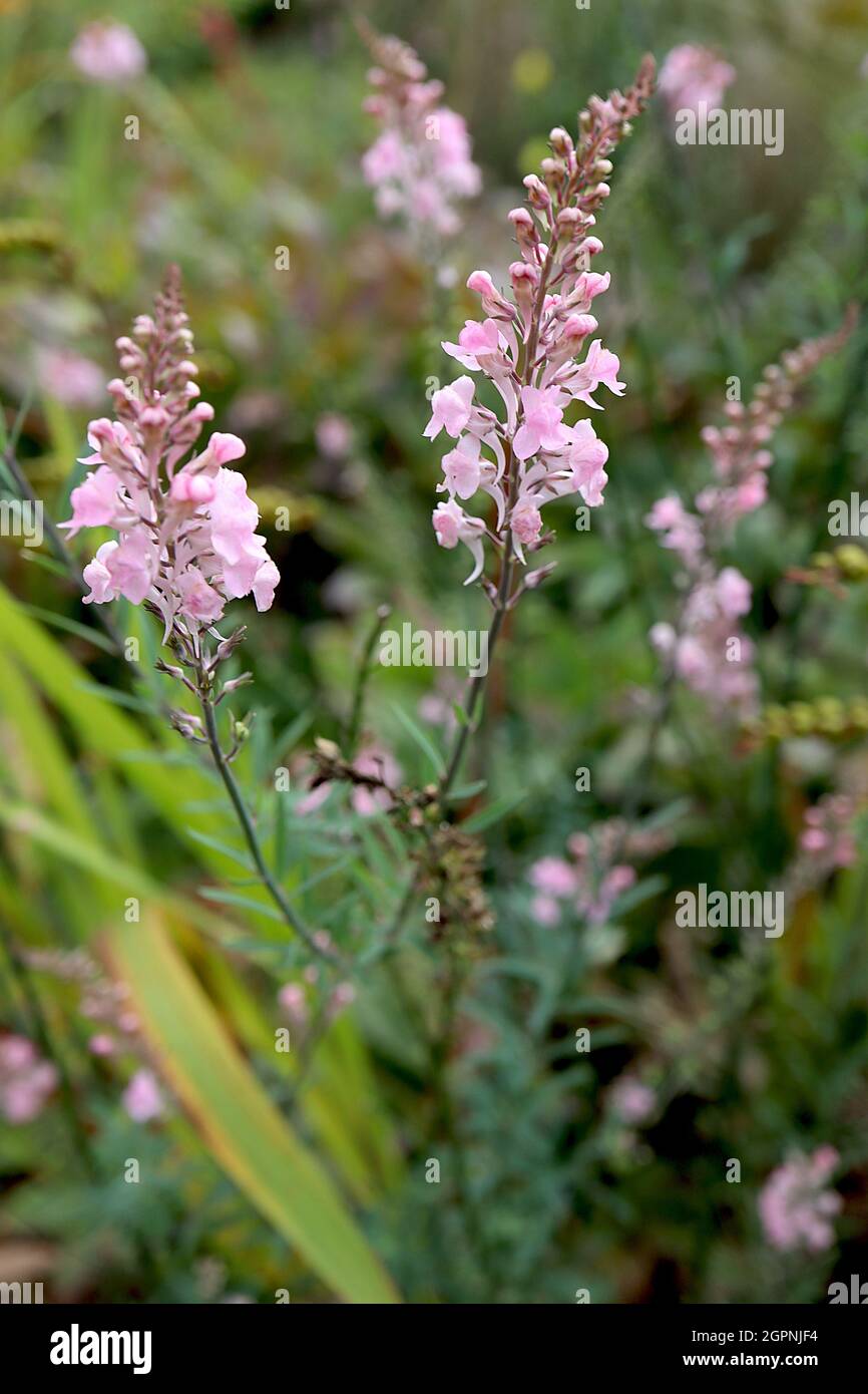 Linaria purpurea ‘Canon went’ purpurpurner Toadflax Canon went – Blütenspitzen von gespurten blassrosa Blüten, September, England, Großbritannien Stockfoto