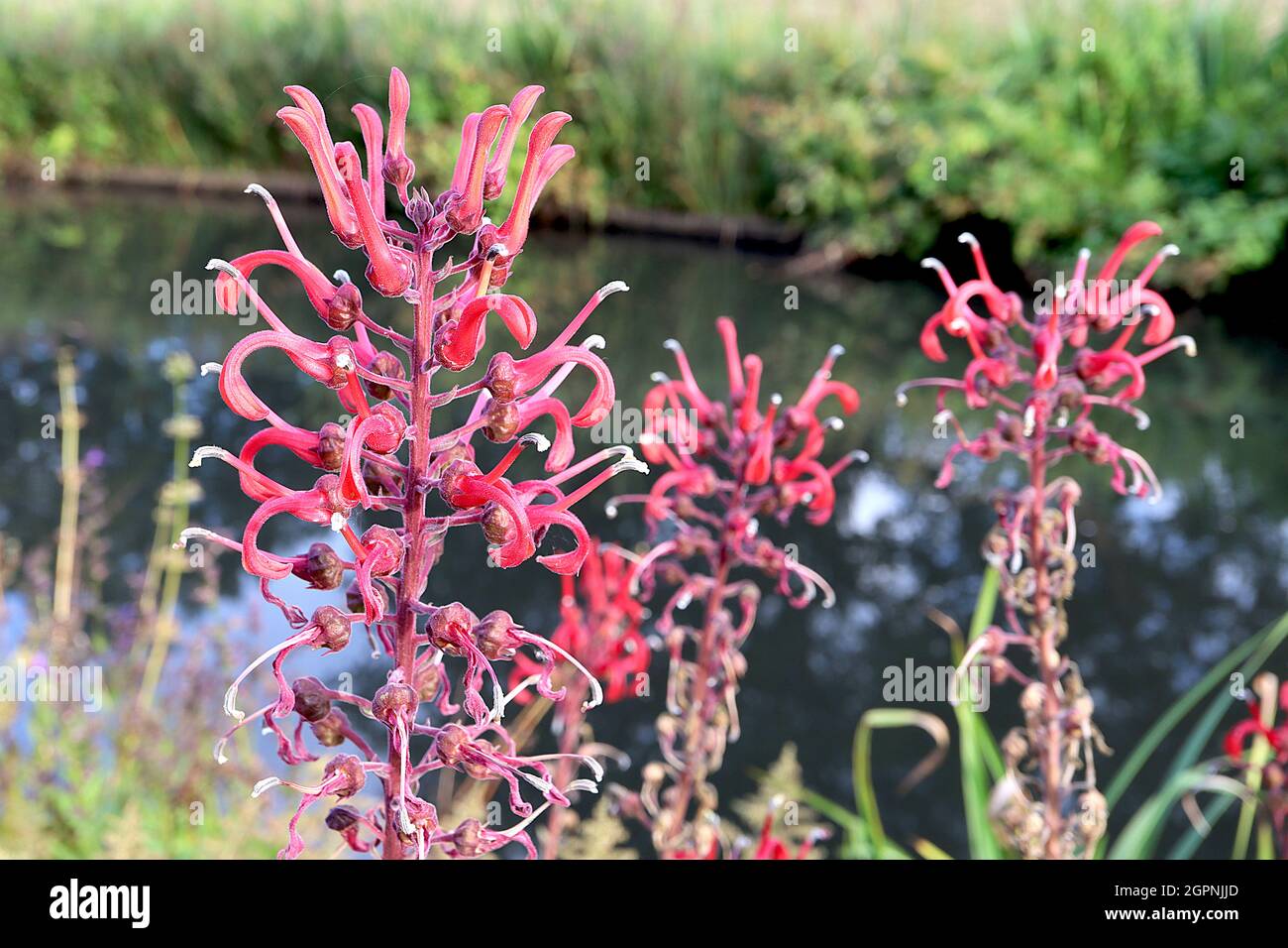 Lobelia tupa Devil’s Tobacco – aufrechte Trauben aus gewellten röhrenförmigen Blüten an hohen Stielen, September, England, Großbritannien Stockfoto
