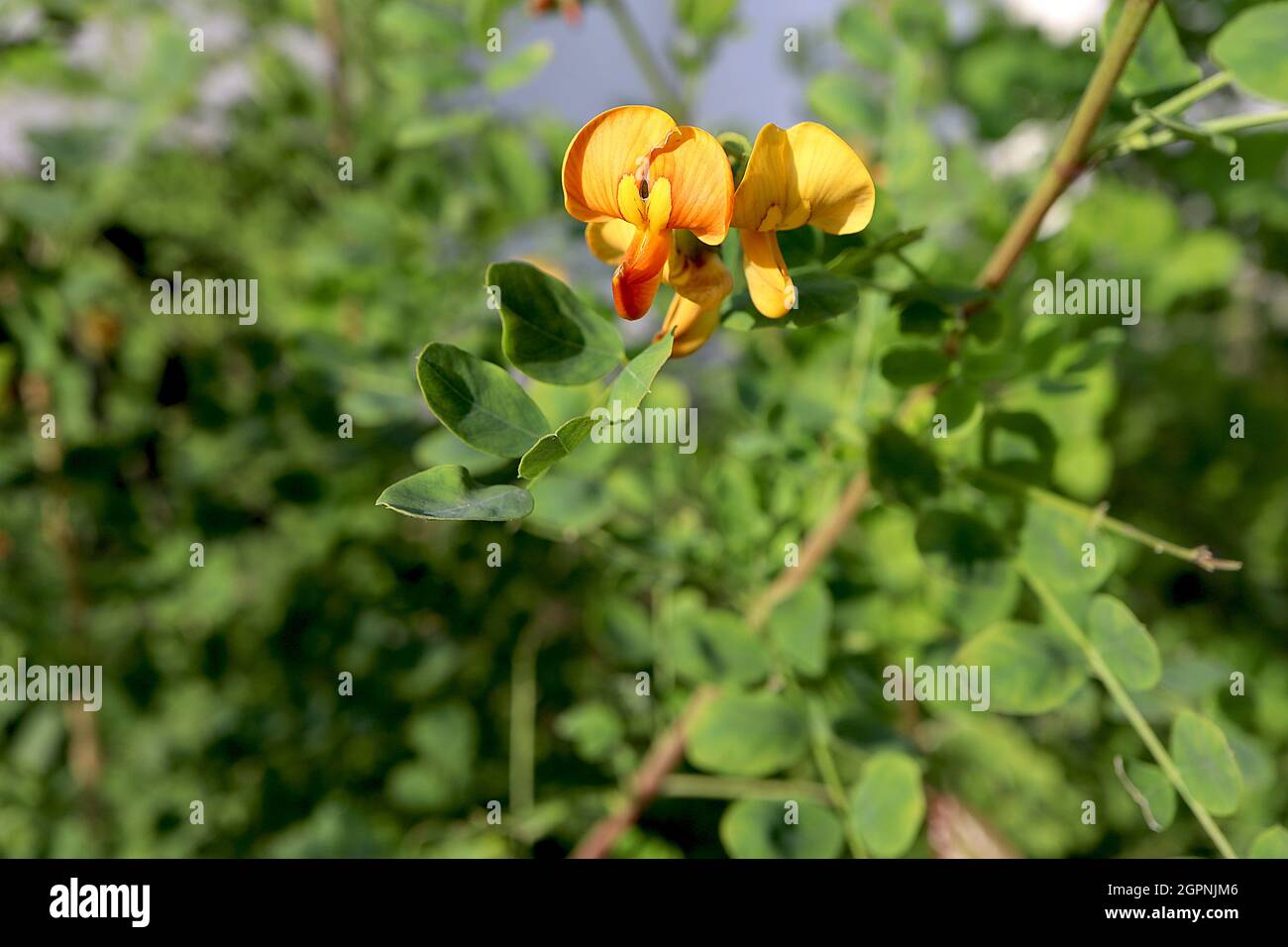 Lotus corniculatus Vögel Fußtrefoil – goldgelbe erbsenartige Blüten und rot orange Blütenknospen, kurze gefiederte Blätter an kurzen Stielen, September, Großbritannien Stockfoto