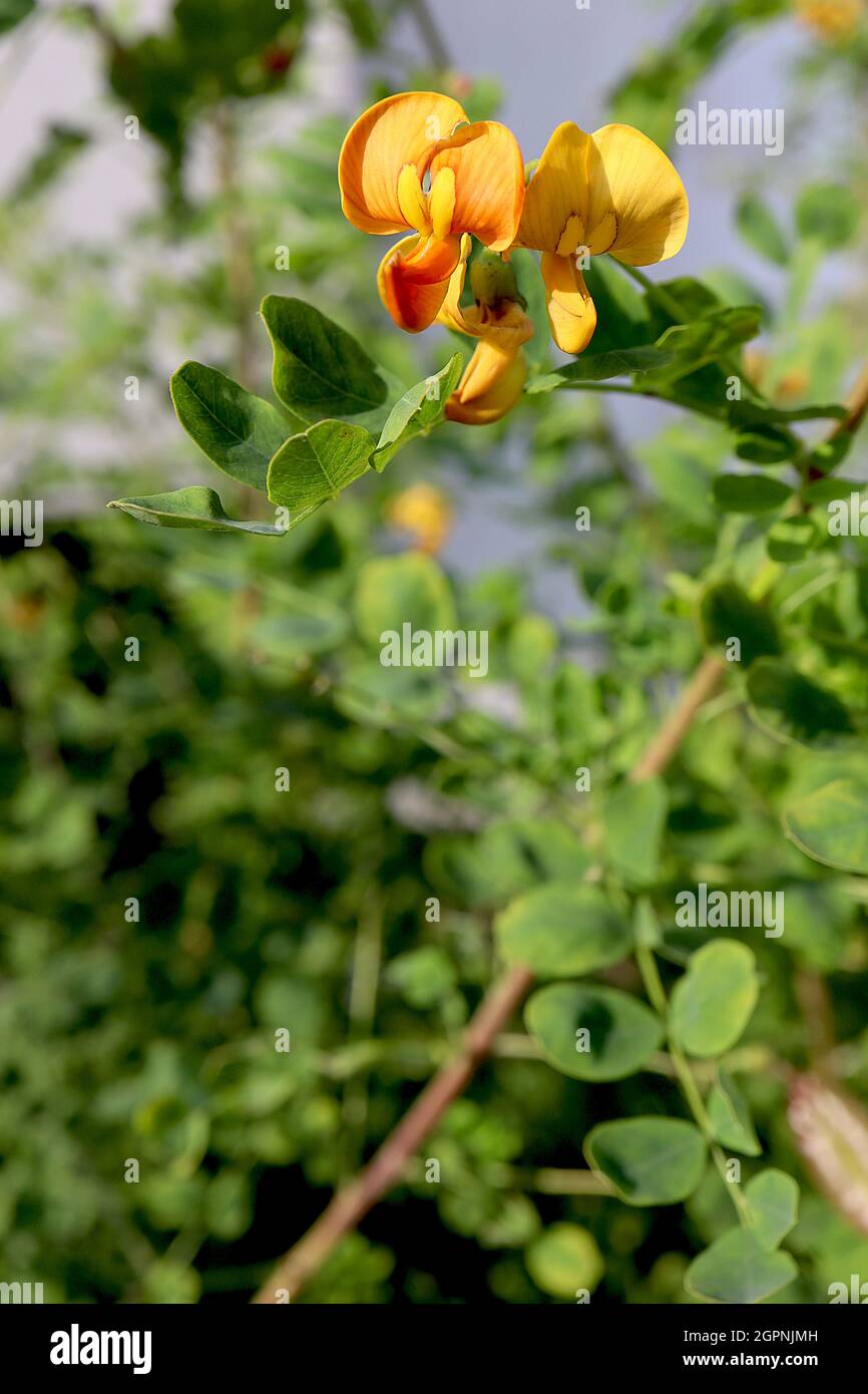 Lotus corniculatus Vögel Fußtrefoil – goldgelbe erbsenartige Blüten und rot orange Blütenknospen, kurze gefiederte Blätter an kurzen Stielen, September, Großbritannien Stockfoto