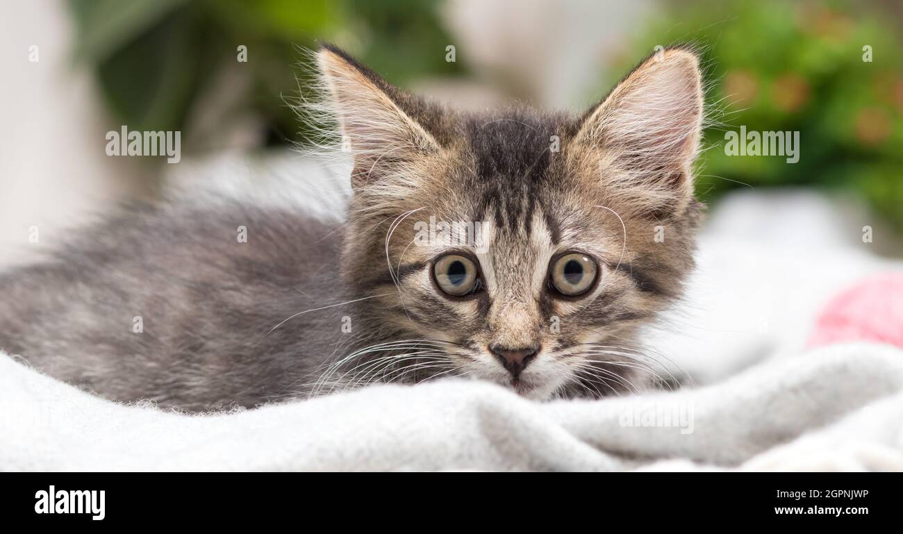 Aufmerksames graues flauschiges Kätzchen schaut in das Nahaufnahmelaufband der Kamera. Stockfoto