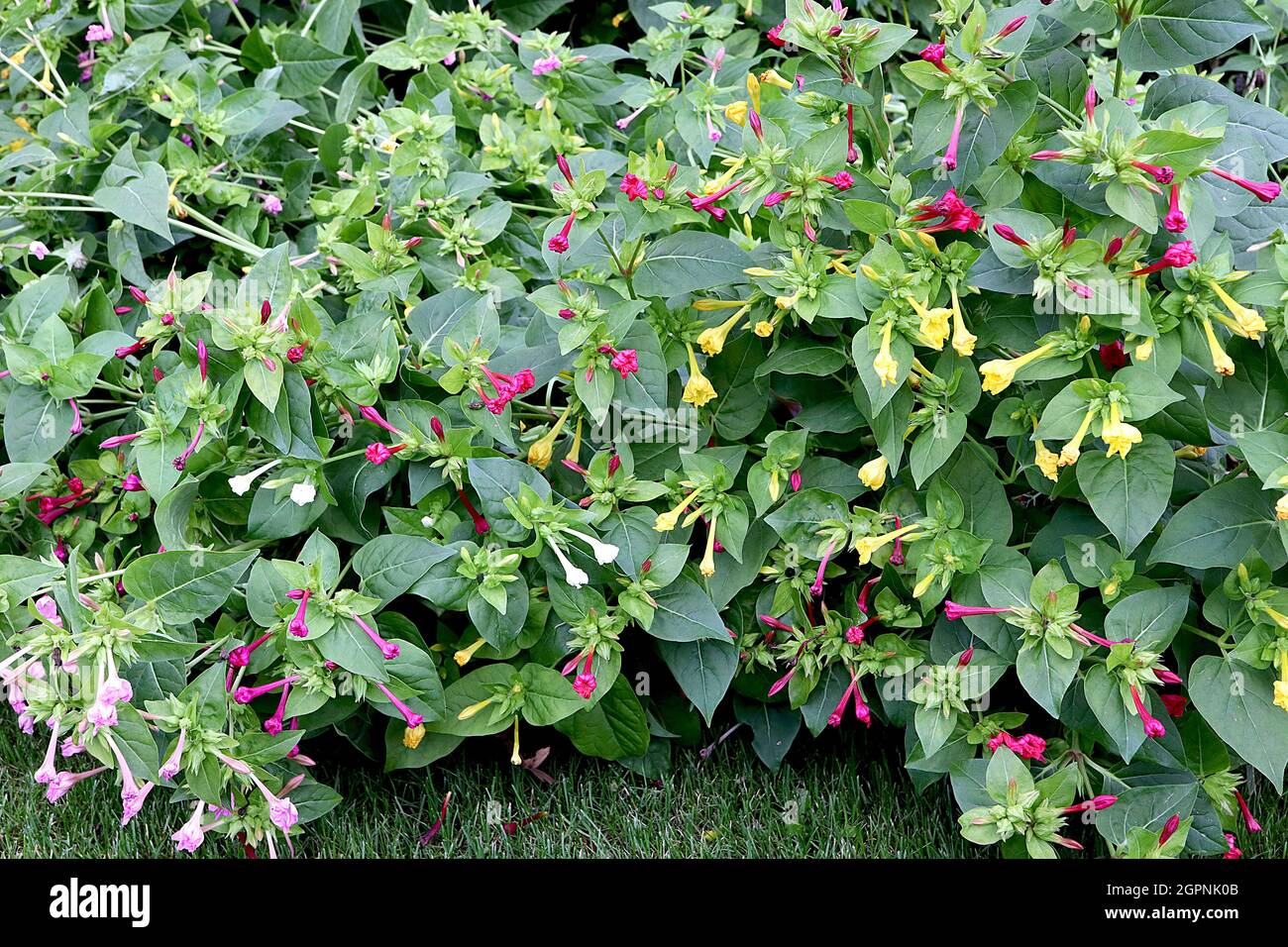 Mirabilis jalapa gemischte Farben Marvel of Peru – stark duftende trichterförmige, tiefrosa, gelbe und weiße Blüten mit gekräuselten Blütenblättern, September, Großbritannien Stockfoto