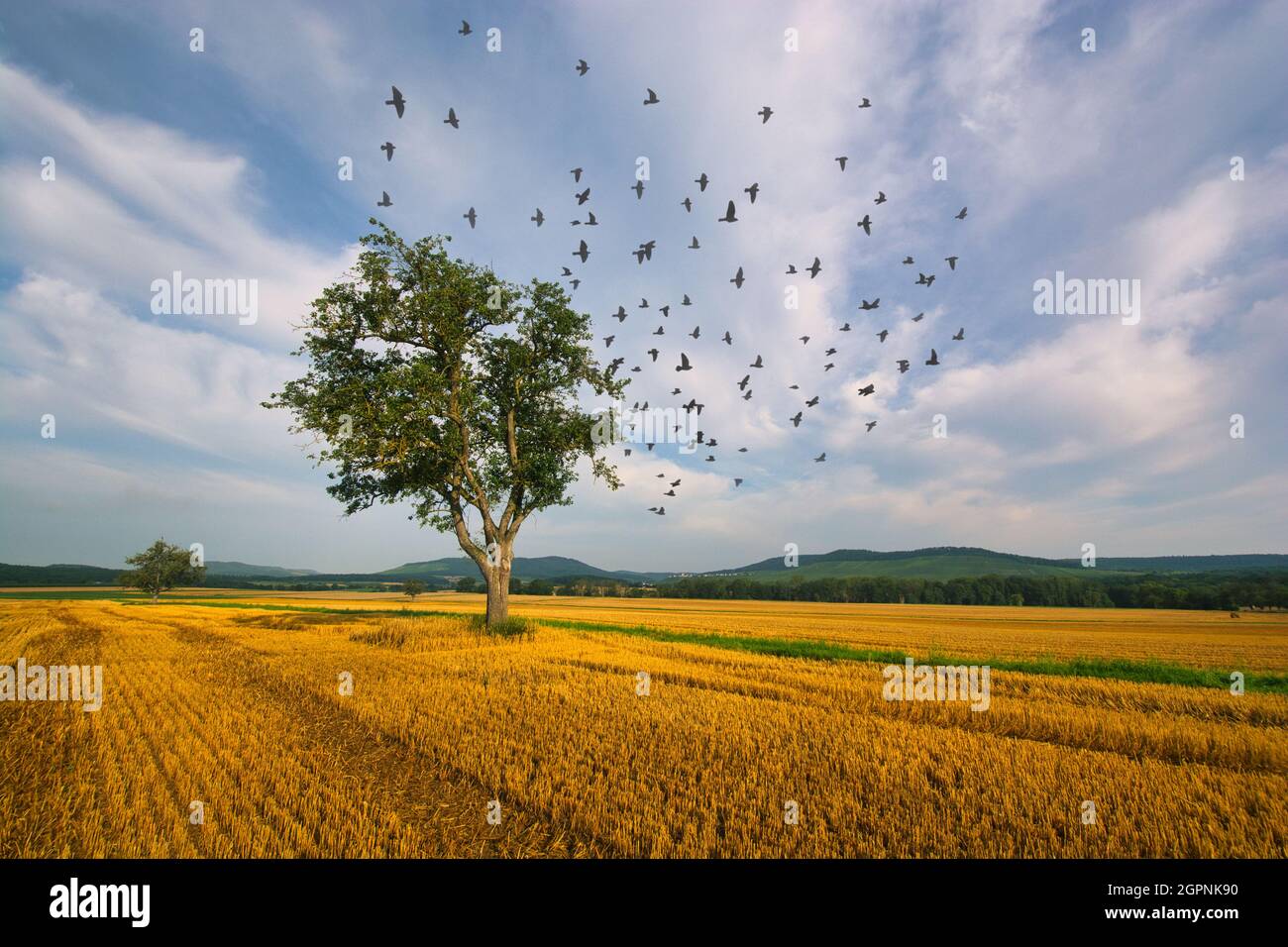 Morgen auf einem Feld mit einem Baum links in Hohenhaslach Stockfoto