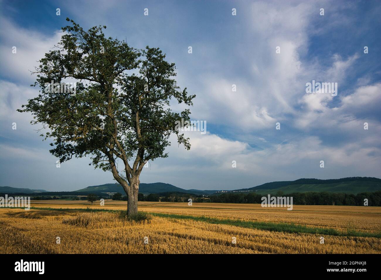 Morgen auf einem Feld mit einem Baum links in Hohenhaslach Stockfoto