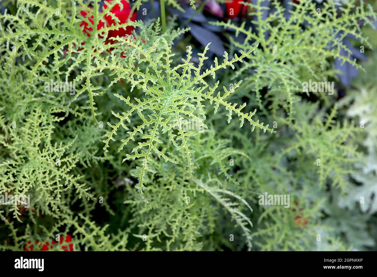 Pelargonium denticulatum ‘Filicifolium’ BLÄTTER NUR Farnblättrige Geranie – mittelgrün fein seziert umgedrehte Blätter, September, England, Großbritannien Stockfoto