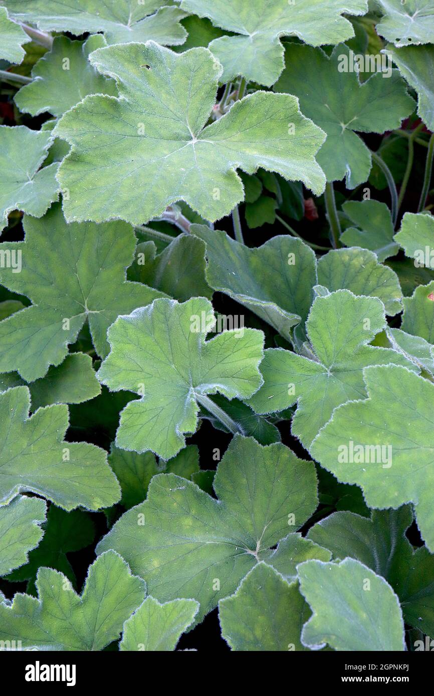 Pelargonium tomentosum LEAVES ONLY Peppermint-parfümiert Geranium – weiche, pelzige und runde, nach Lappen duftende Blätter, September, England, Großbritannien Stockfoto
