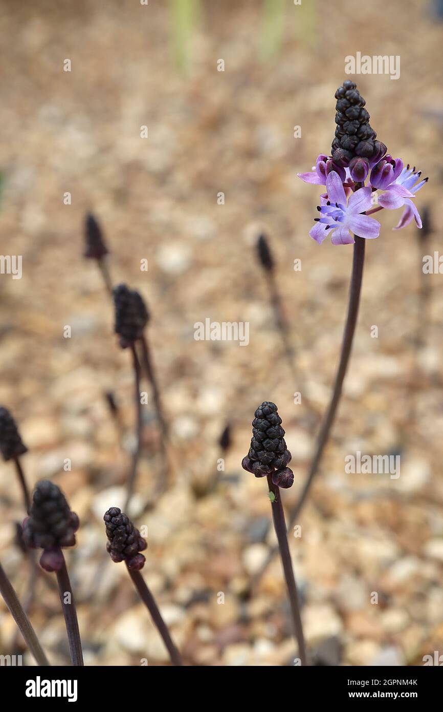 Prospero autumnale Herbstschmill – pyramidenförmige Cluster aus mauvesastenförmigen Blüten, schwarzen Blütenknospen und schwarzen Stielen, September, England, Großbritannien Stockfoto