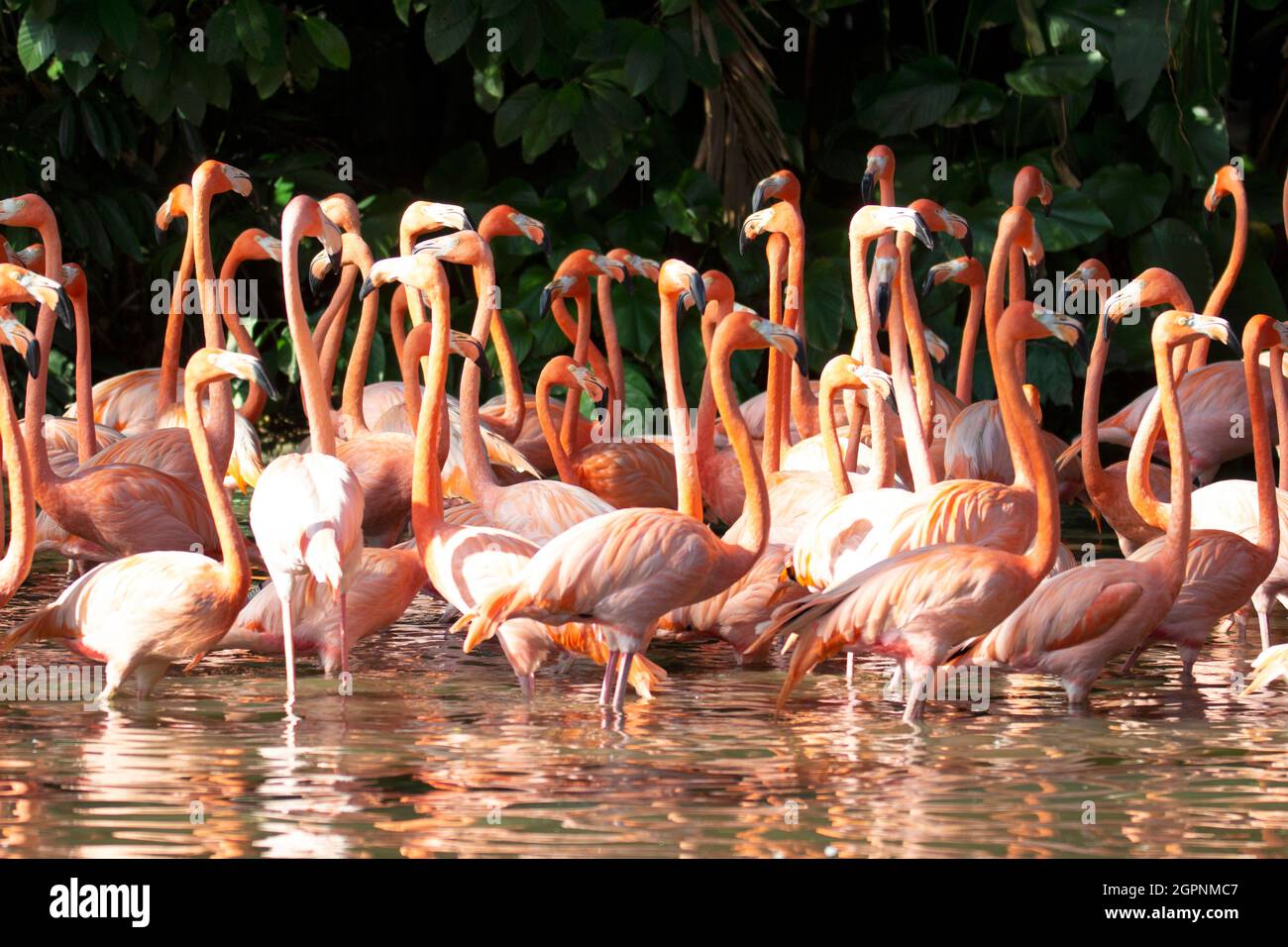 Gruppe karibischer Flamingos, Phoenicopterus ruber. Die meisten Flamingos haben leuchtend rosa oder karmesinrot gefiedert, Beine und Scheine Stockfoto