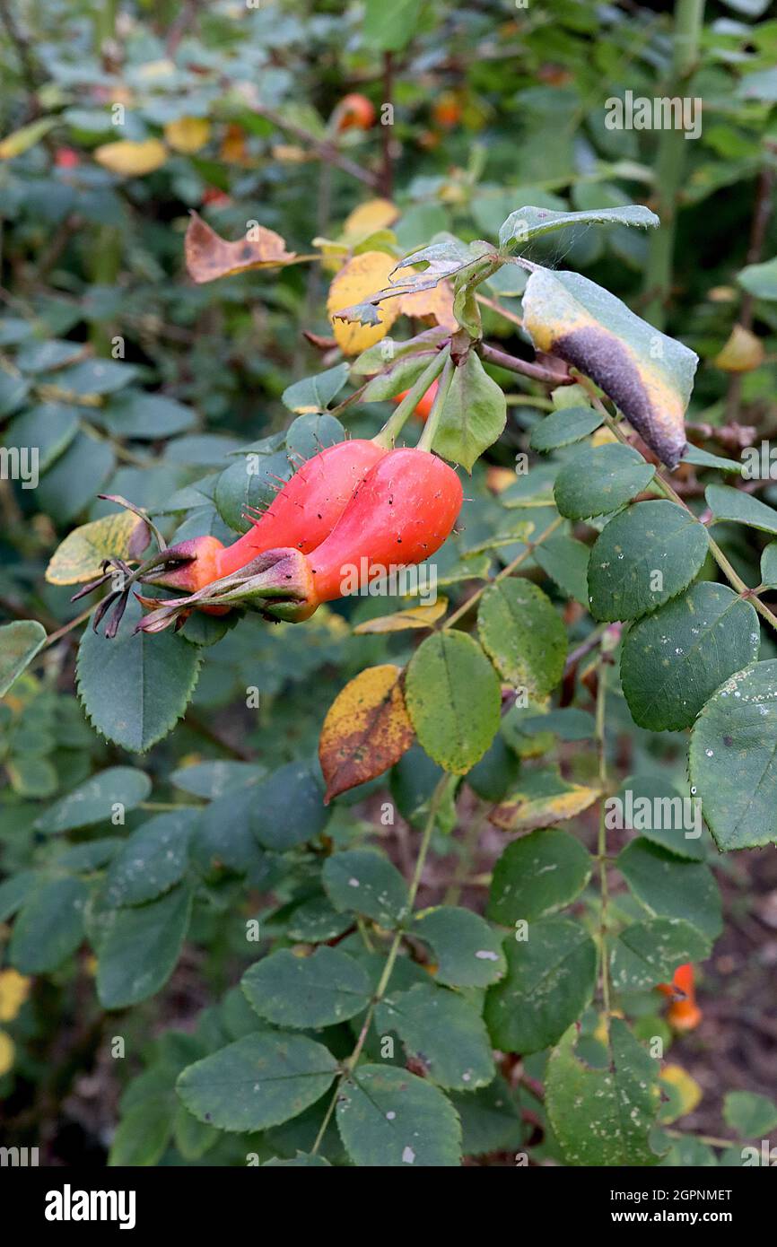 Rosa moyesii Rose Hagebutten Moyes Rose – glänzend orange rote urnenförmige Hagebutten mit spärlichen Haaren, September, England, Großbritannien Stockfoto