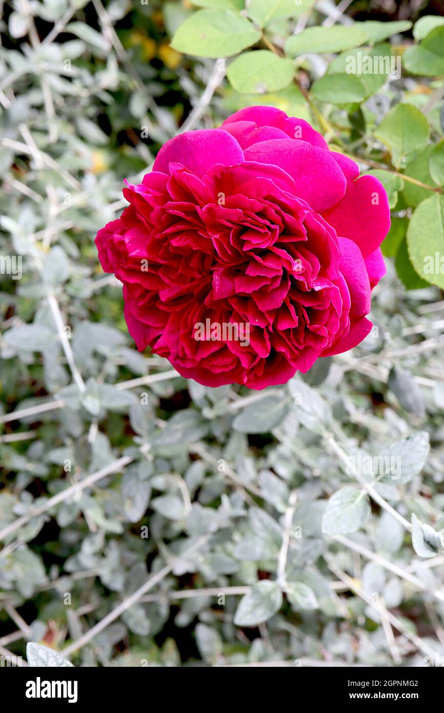 Rosa ‘Munstead Wood’ (Strauchrose) Rose Munstead Wood – vollständig doppelte lila rote Blüten, September, England, Großbritannien Stockfoto