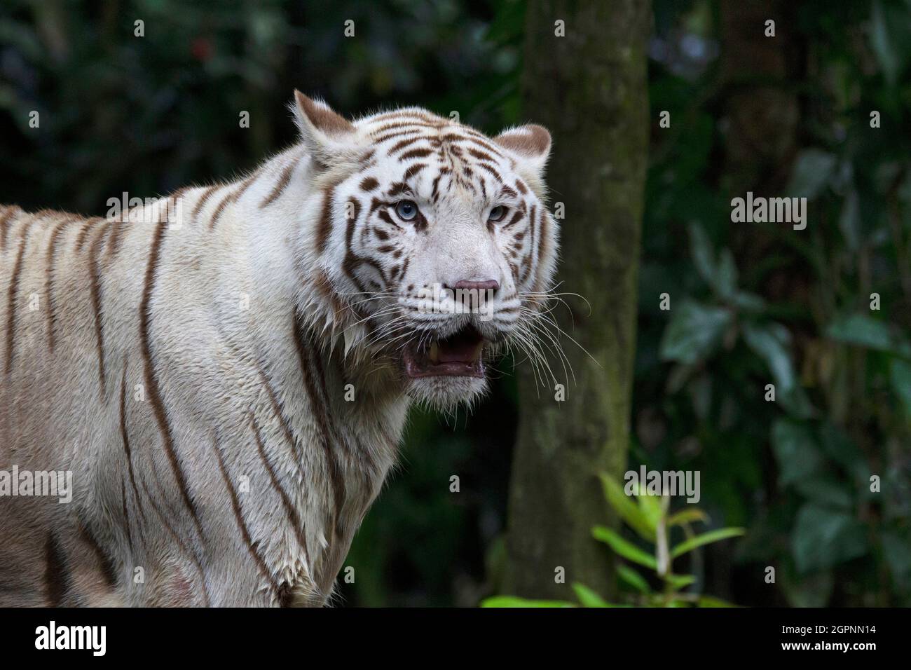 Weißer Tiger mit blauen Augen. Eine leukistische Pigmentvariante der bengalischen Tiger, die von Zeit zu Zeit in den indischen Bundesstaaten Madhya Pradesh, Assam, gesehen wird Stockfoto
