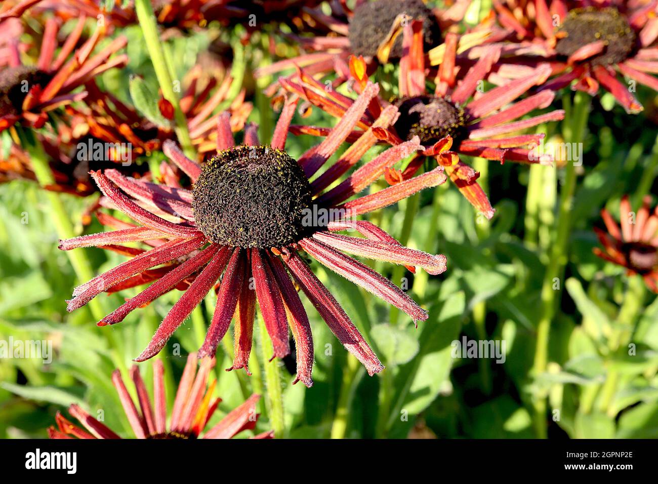 Rudbeckia hirta ‘Summerina Electra Shock’ schwarz-äugige Susan Electra Shock – dunkelrote Blüten mit abgetrennten Blütenblättern, September, England, Großbritannien Stockfoto