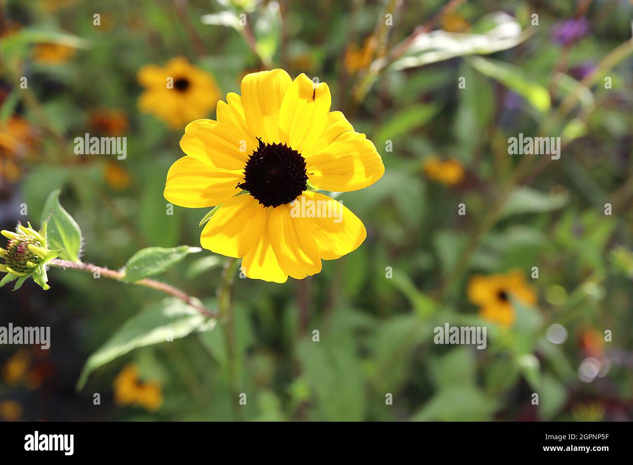 Rudbeckia triloba ‘Blackjack Gold’ braun-äugige Susan Blackjack Gold – gelbe Gänseblümchen-ähnliche Blüten mit kurzen, kurvigen Blütenblättern, September, England, Großbritannien Stockfoto