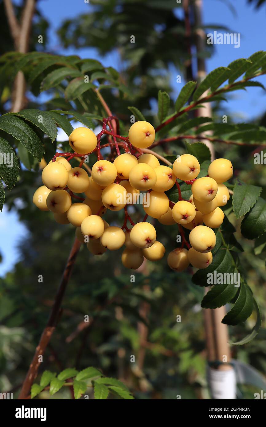 Sorbus ‘Joseph Rock’ BEEREN NUR gelb-berried Bergasche - Rispen aus runden gelben Beeren auf roten Stielen und glänzend dunkelgrünen gefiederten Blättern, Stockfoto