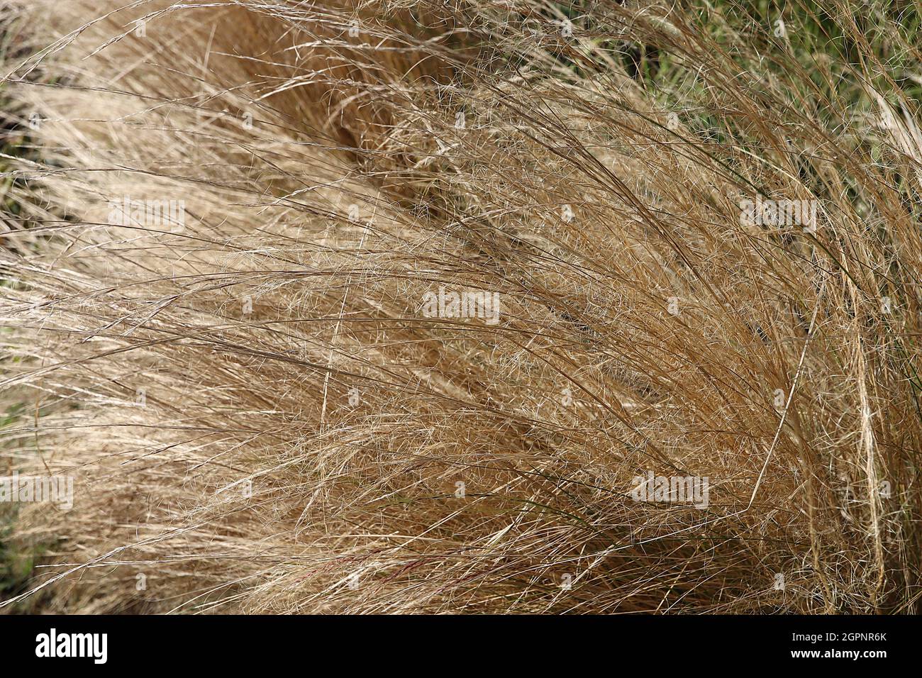 Stipa / Nassella tenuissima Mexikanisches Federgras – schlanke Rispen aus sehr schlanken, gebogenen Buff-Blüten und Stielen mit gewellten, seidigen Filamenten, Großbritannien Stockfoto