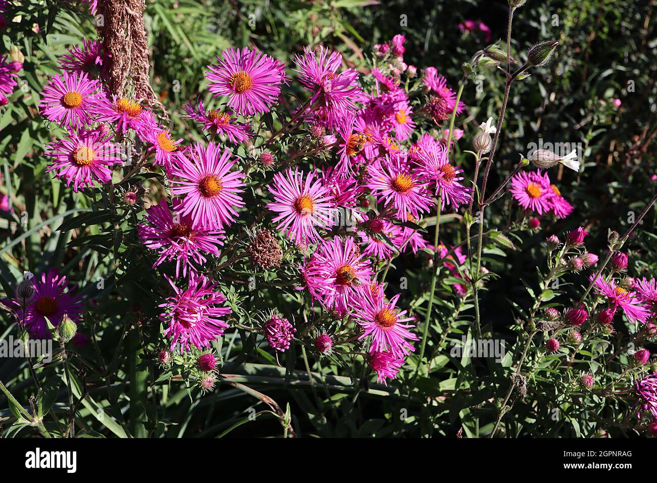 Symphyotrichum novae-angliae ‘Barr’s Pink’ New England Aster Barrs Pink – doppelte rosafarbene Blüten mit sehr schlanken Blütenblättern und violetten Kelchblättern, Großbritannien Stockfoto