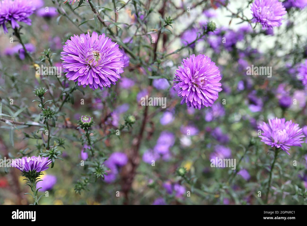 Symphyotricum novi-belgii ‘Harrisons Blue’ Aster novi-belgii Harrisons Blue – doppelt violette Blüten mit sehr schlanken Blütenblättern und violetten Kelchblättern, Großbritannien Stockfoto