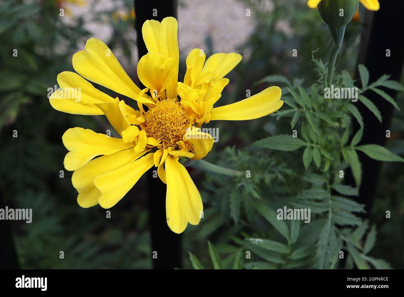 Tagetes erecta ‘Crackerjack Mixed’ Afrikanische Ringelblume Crackerjack Mixed - einzelne gelbe Blüten mit tief gelappten Blütenblättern, September, England, Großbritannien Stockfoto