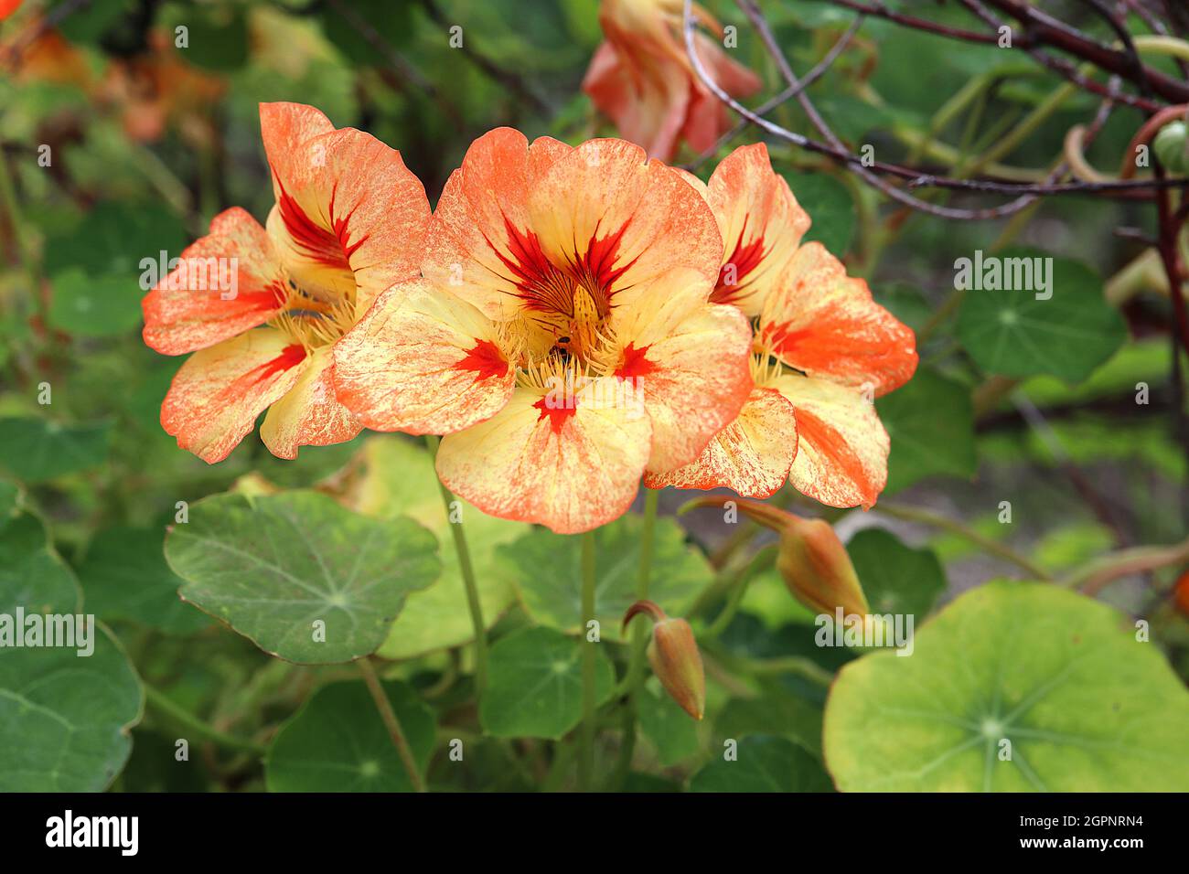 Tropaeolum ‘Ladybird Mix’ nasturtium Ladybird Mix - trichterförmige hellgelbe Blüten mit braunen und roten Flecken, September, England, UK Stockfoto